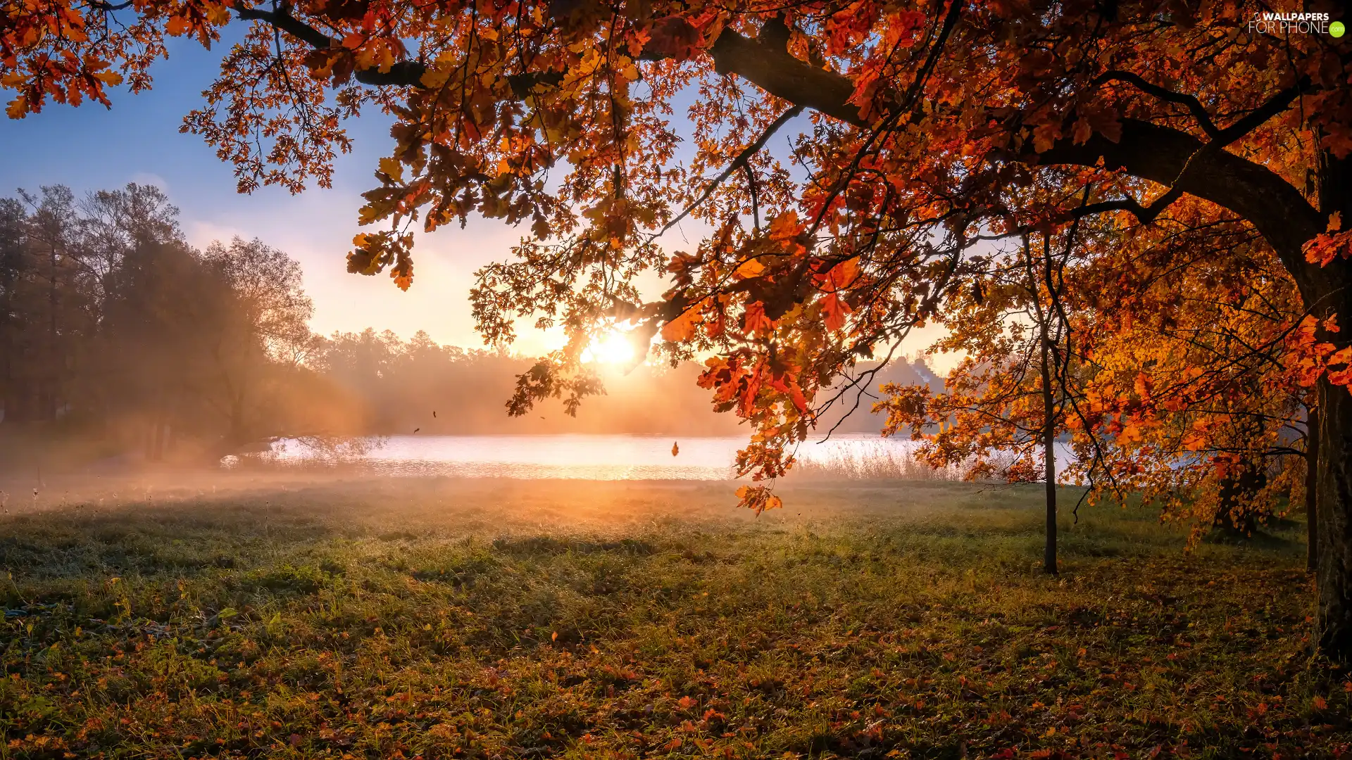 oak, Sunrise, Leaf, color, Fog, Russia, St. Petersburg, trees, autumn, Tsarskoye Selo, Pond - car