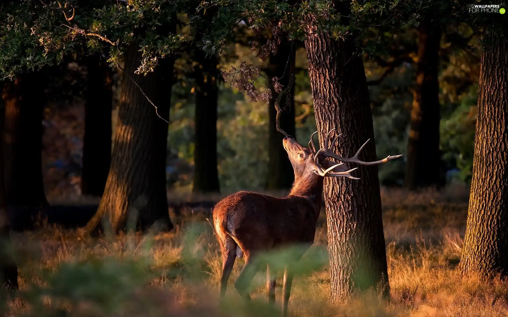 trees, deer, forest