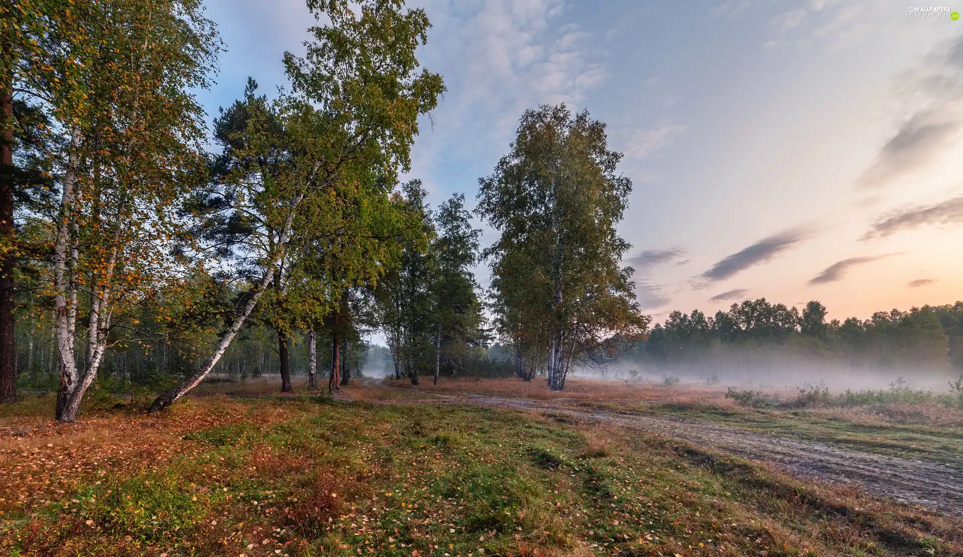 viewes, Fog, forest, trees, morning, birch, autumn