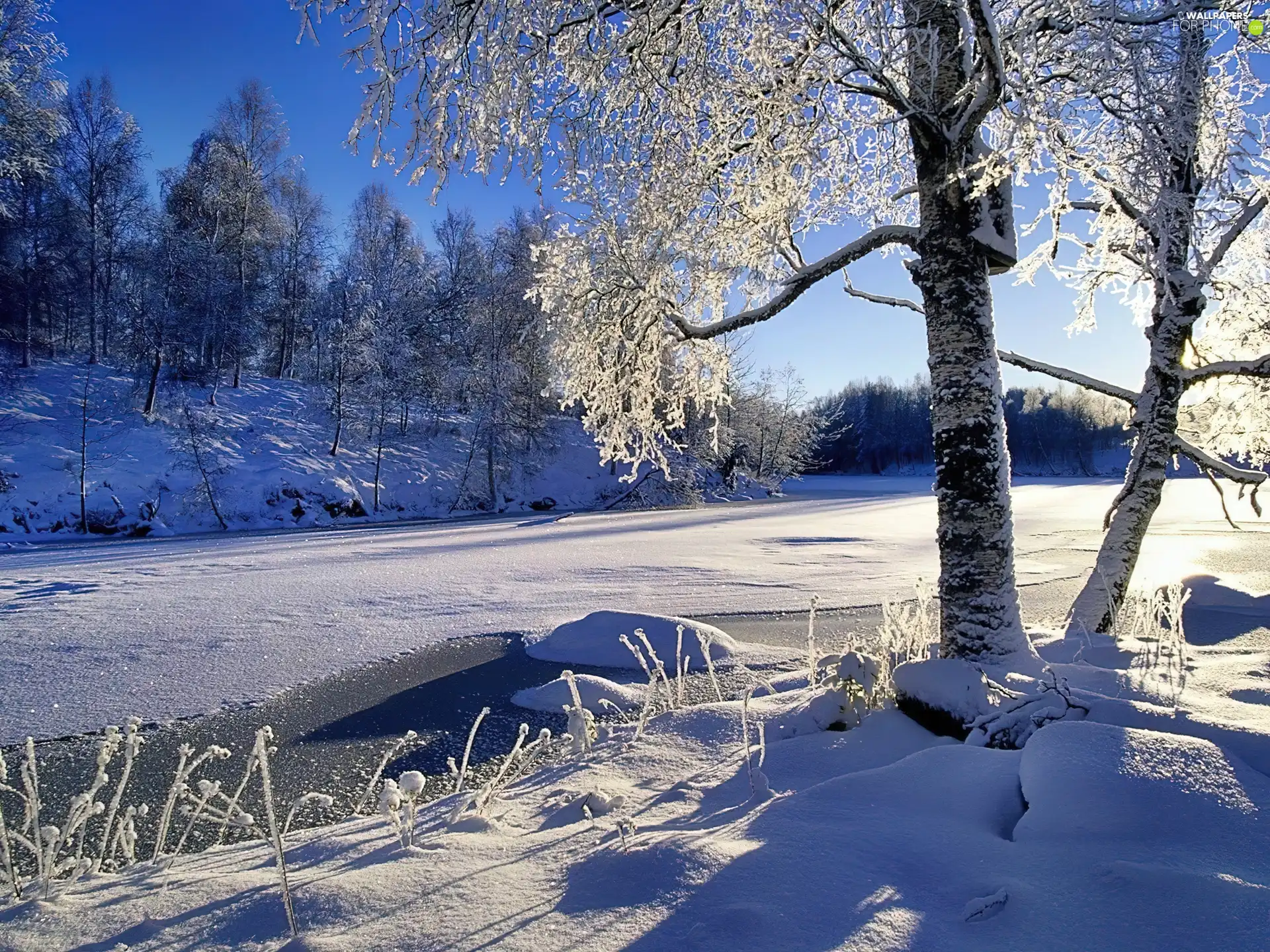 Frozen, frosty, trees, River