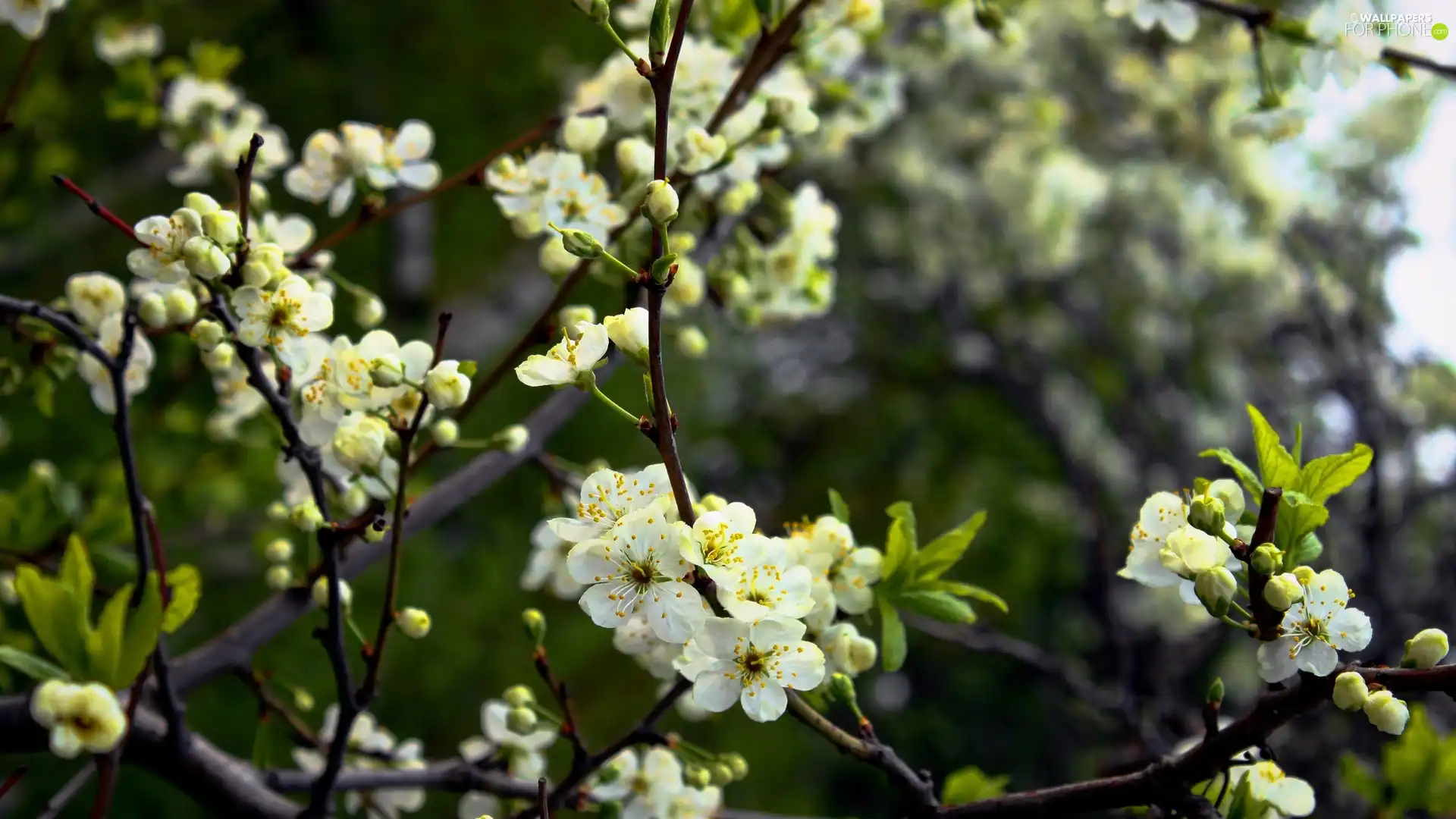 trees, flourishing, fruit