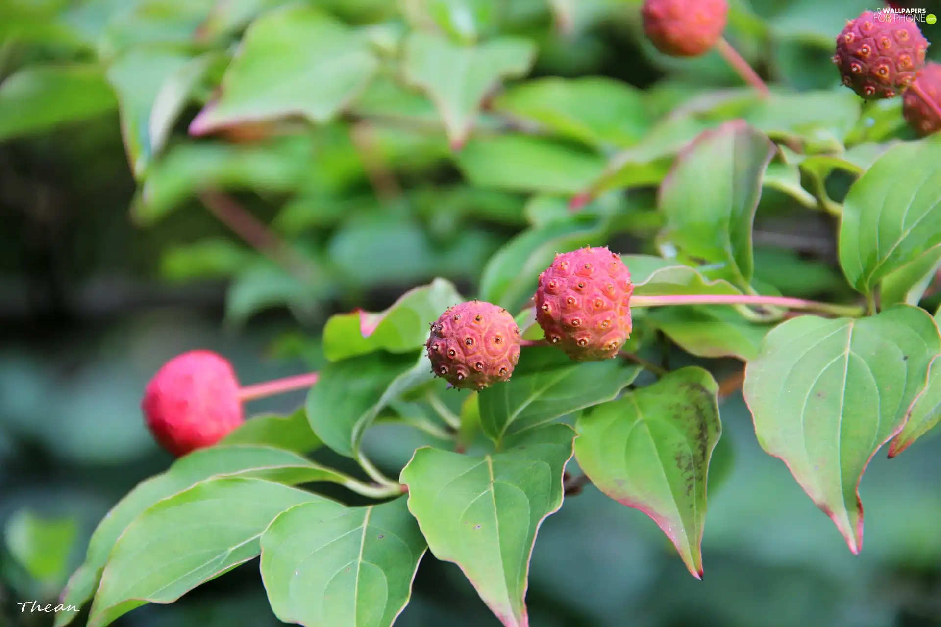 trees, Red, Fruits