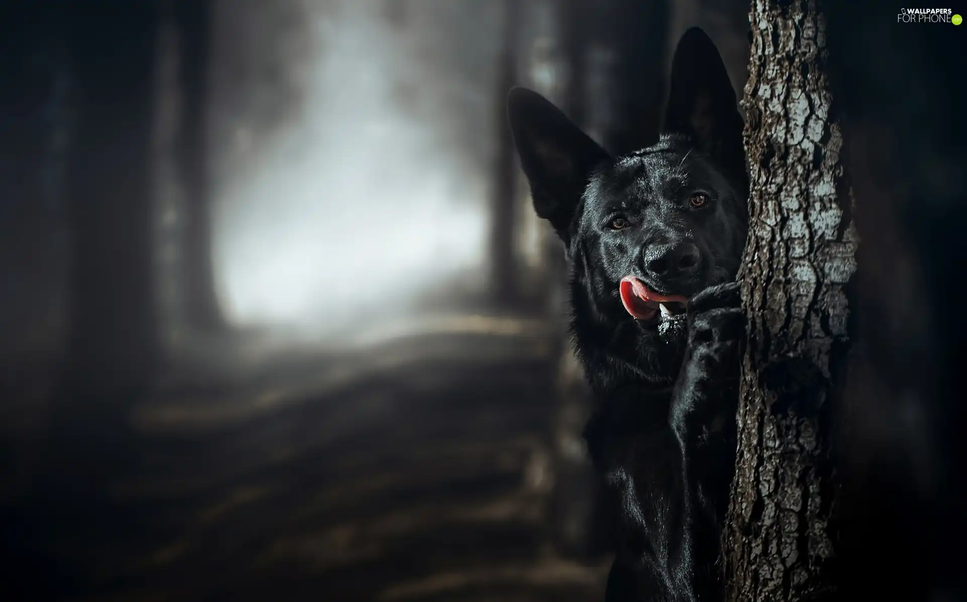 Black, forest, trees, German Shepherd