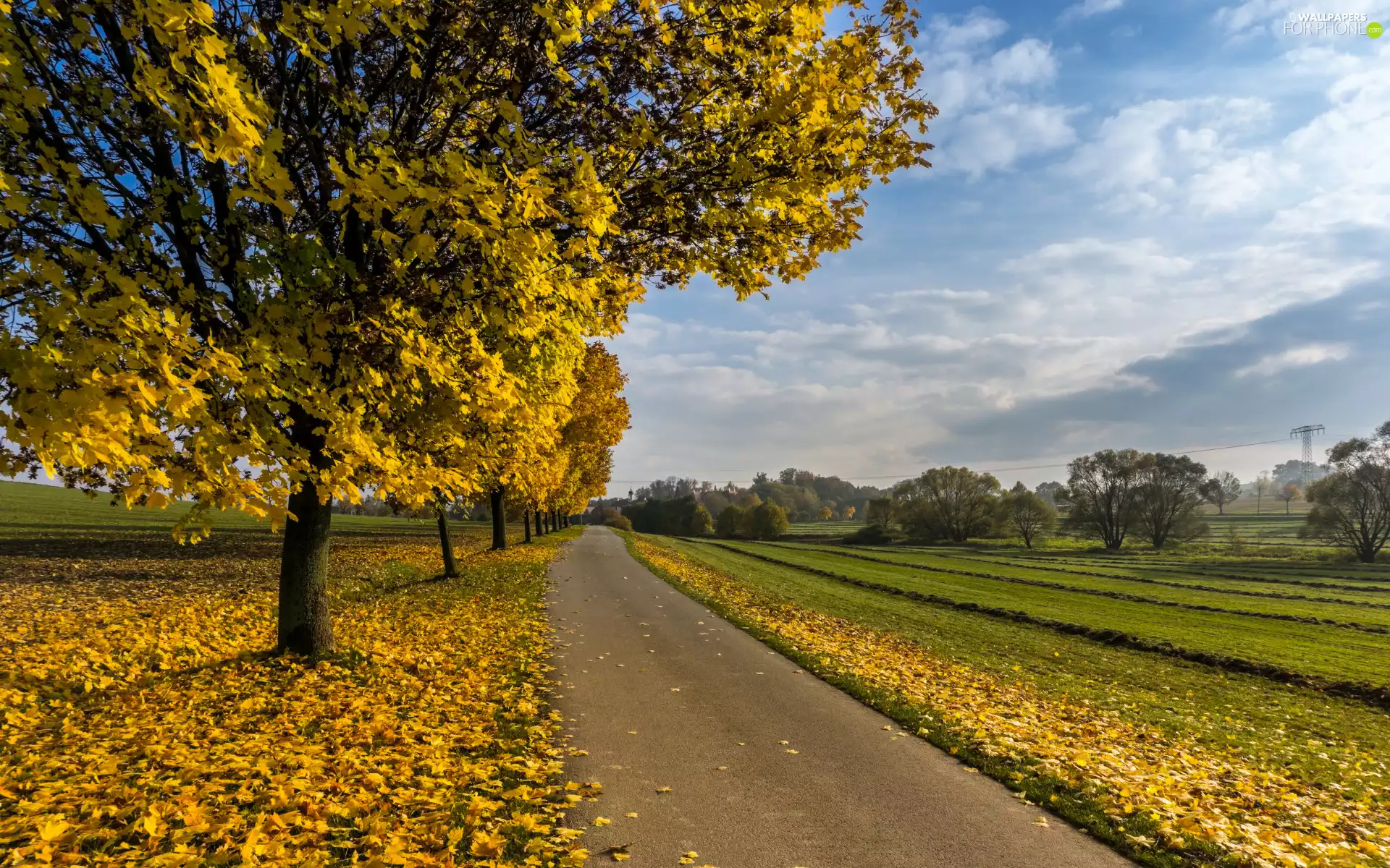 viewes, Way, grass, trees, autumn, Leaf, Sky