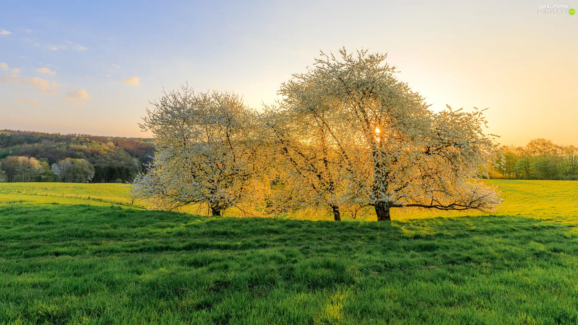 viewes, Flourished, Green, trees, Spring, Meadow, grass