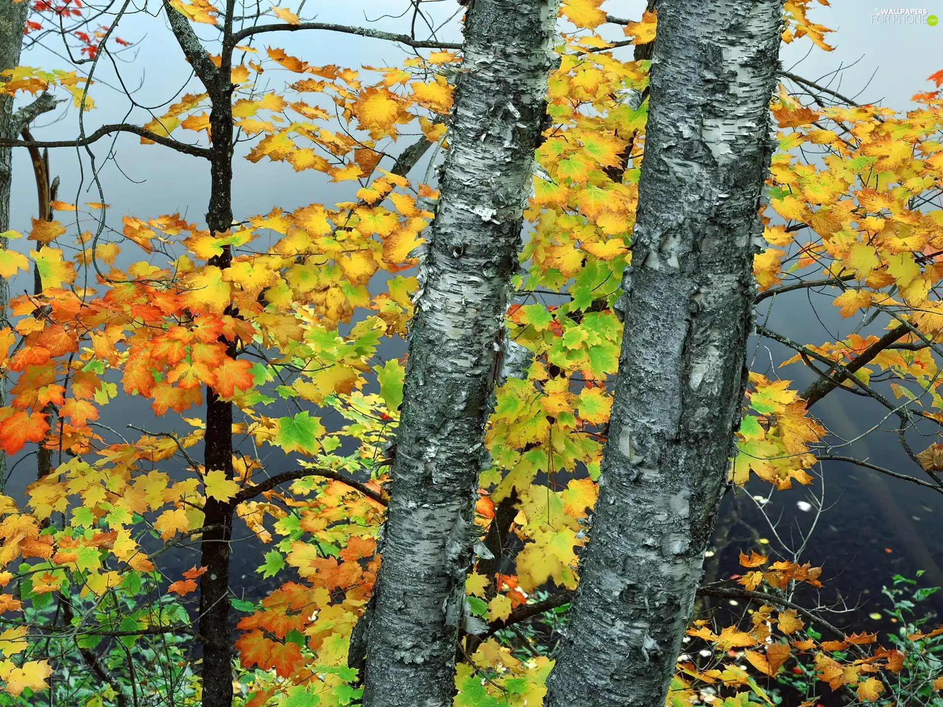 green, Leaf, trees, Yellow