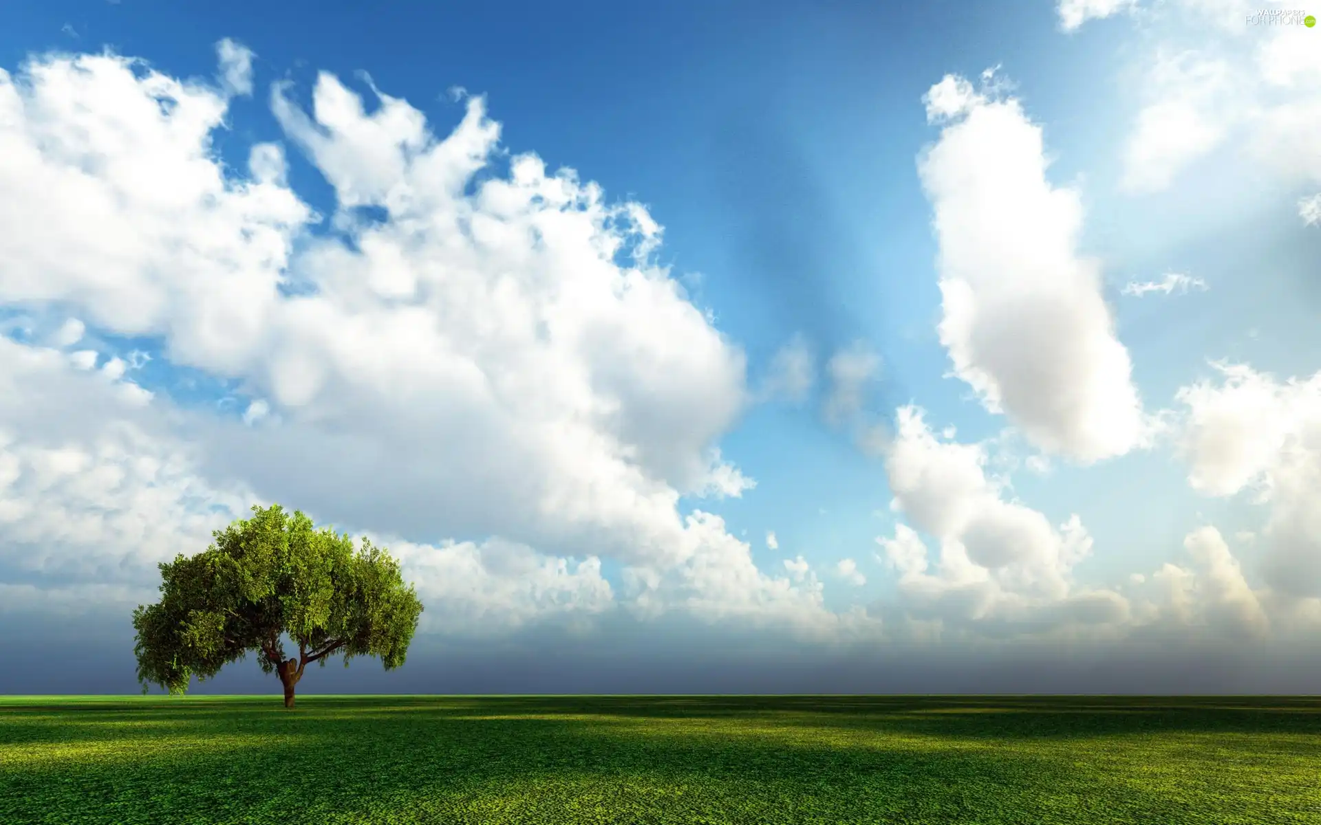 Green, lonely, trees, Meadow