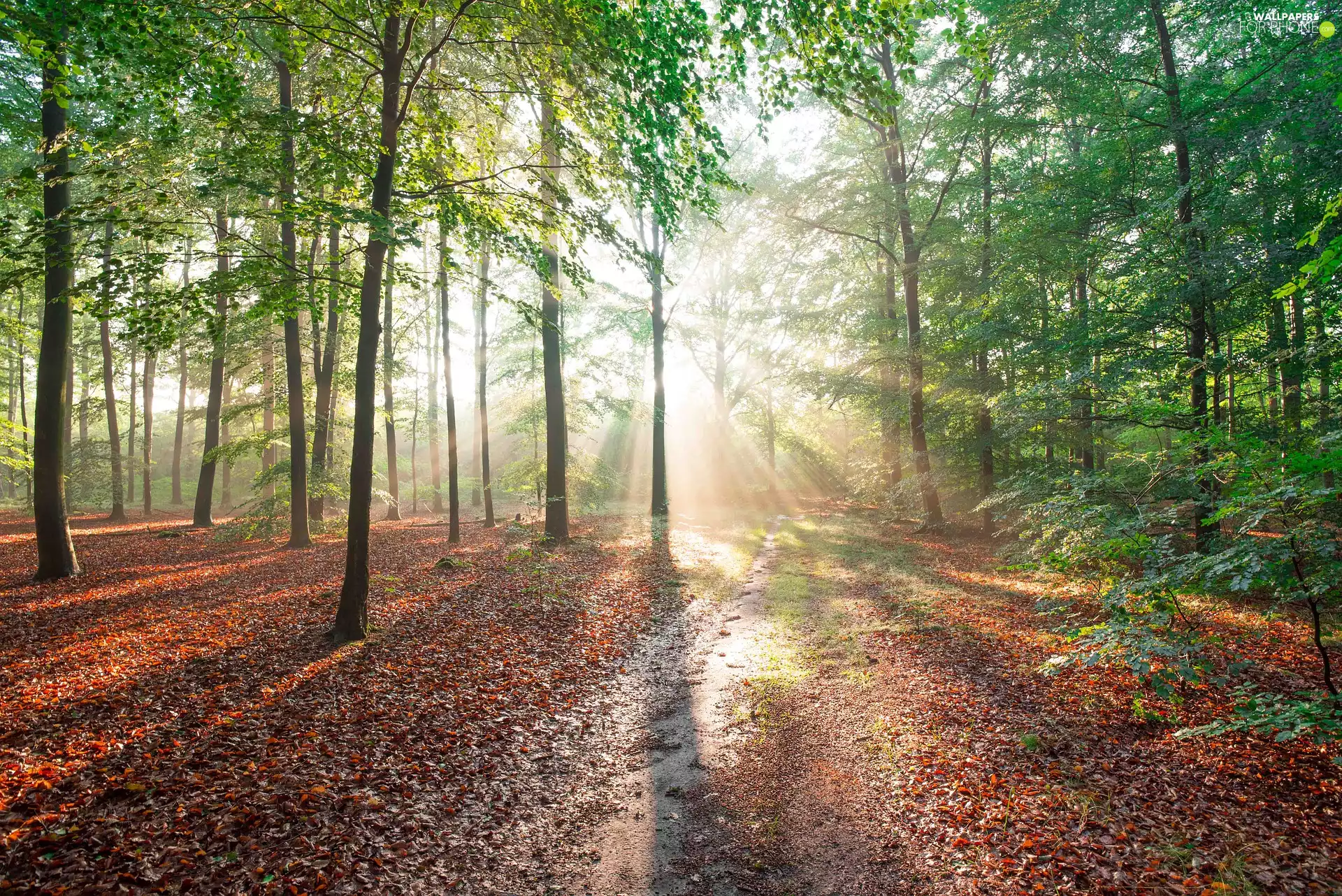 trees, forest, Path, light breaking through sky, viewes, green ones
