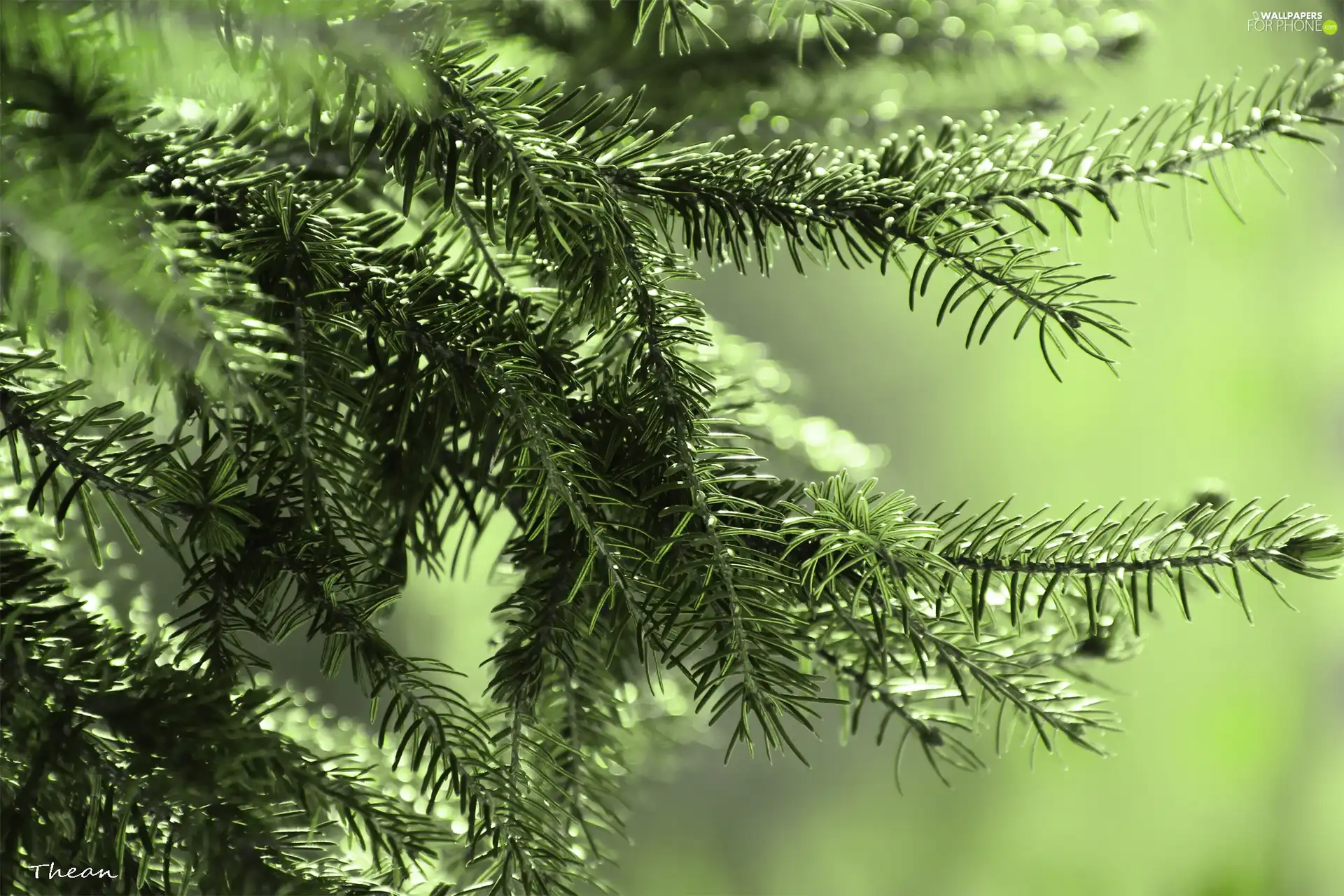 pine, needle, trees, green ones