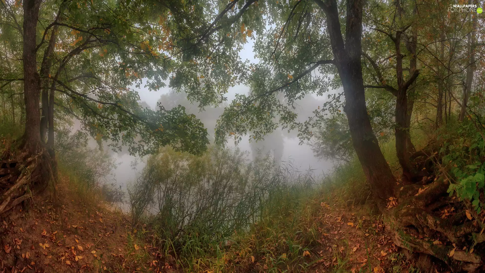 viewes, Fog, Hazy, trees, forest, grass, lake