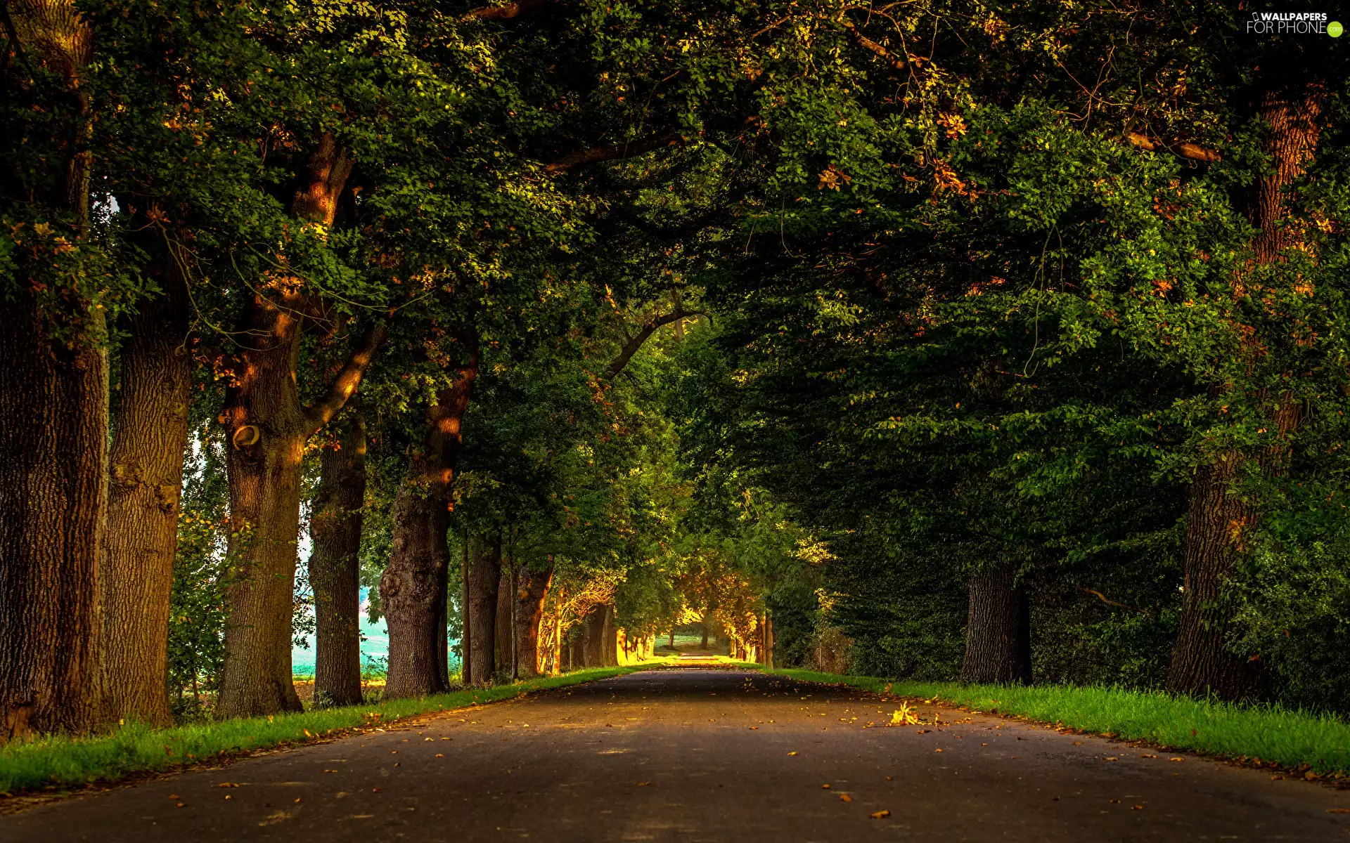 hedge, viewes, Way, trees