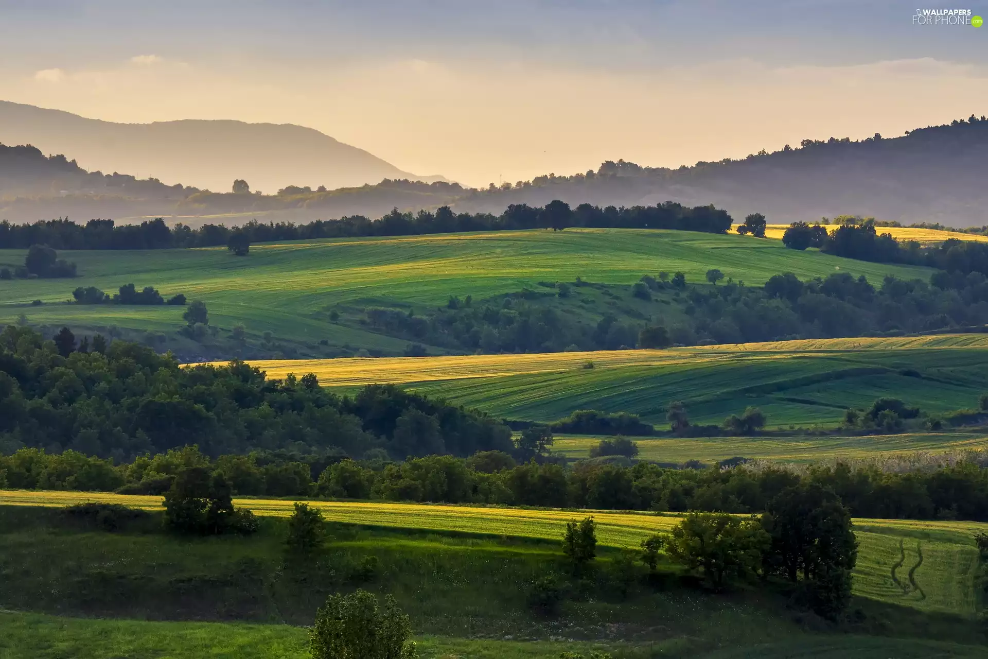 viewes, summer, Fields, trees, The Hills
