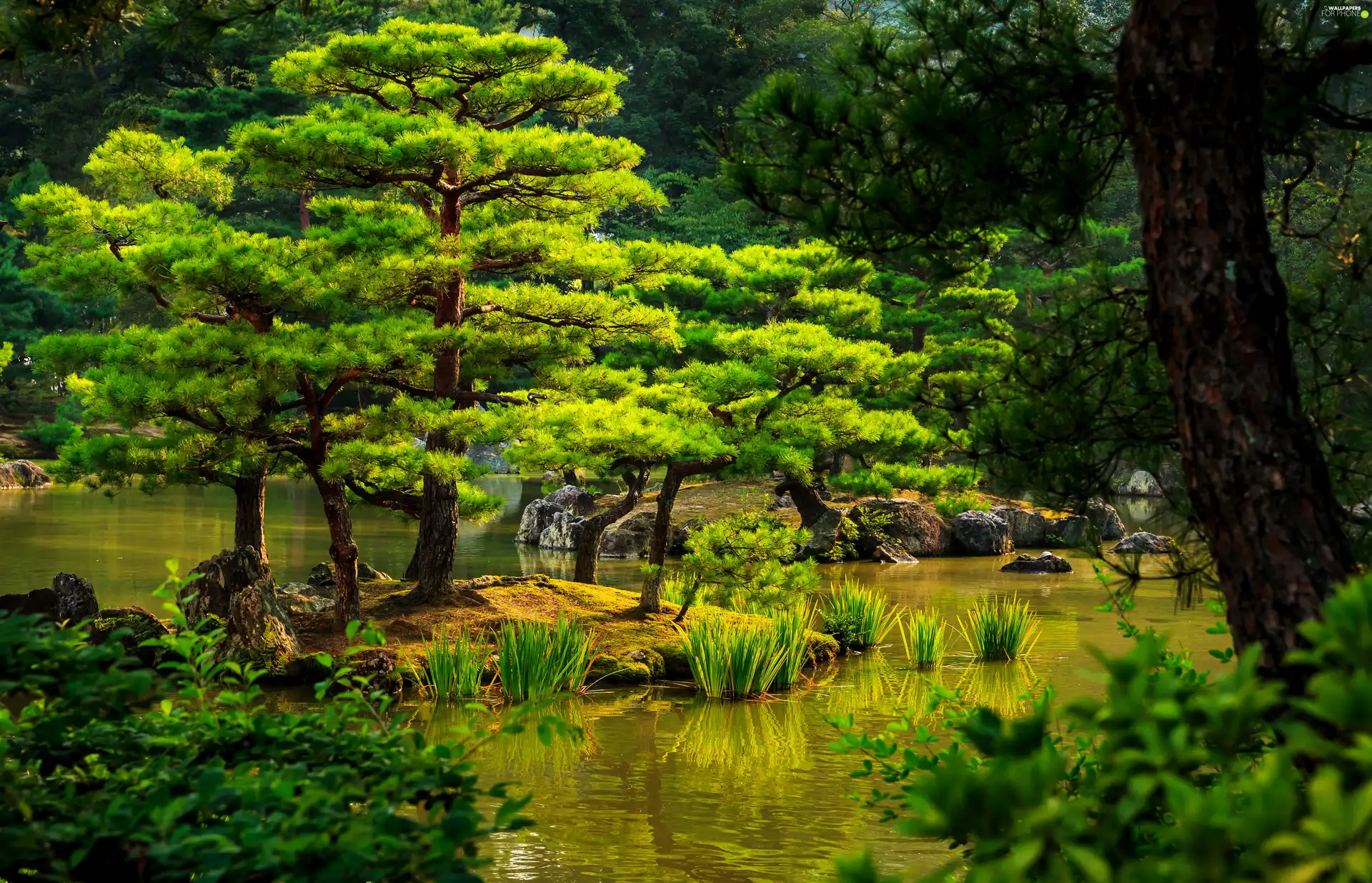 trees, Park, Kioto, Japan, viewes, Pond - car