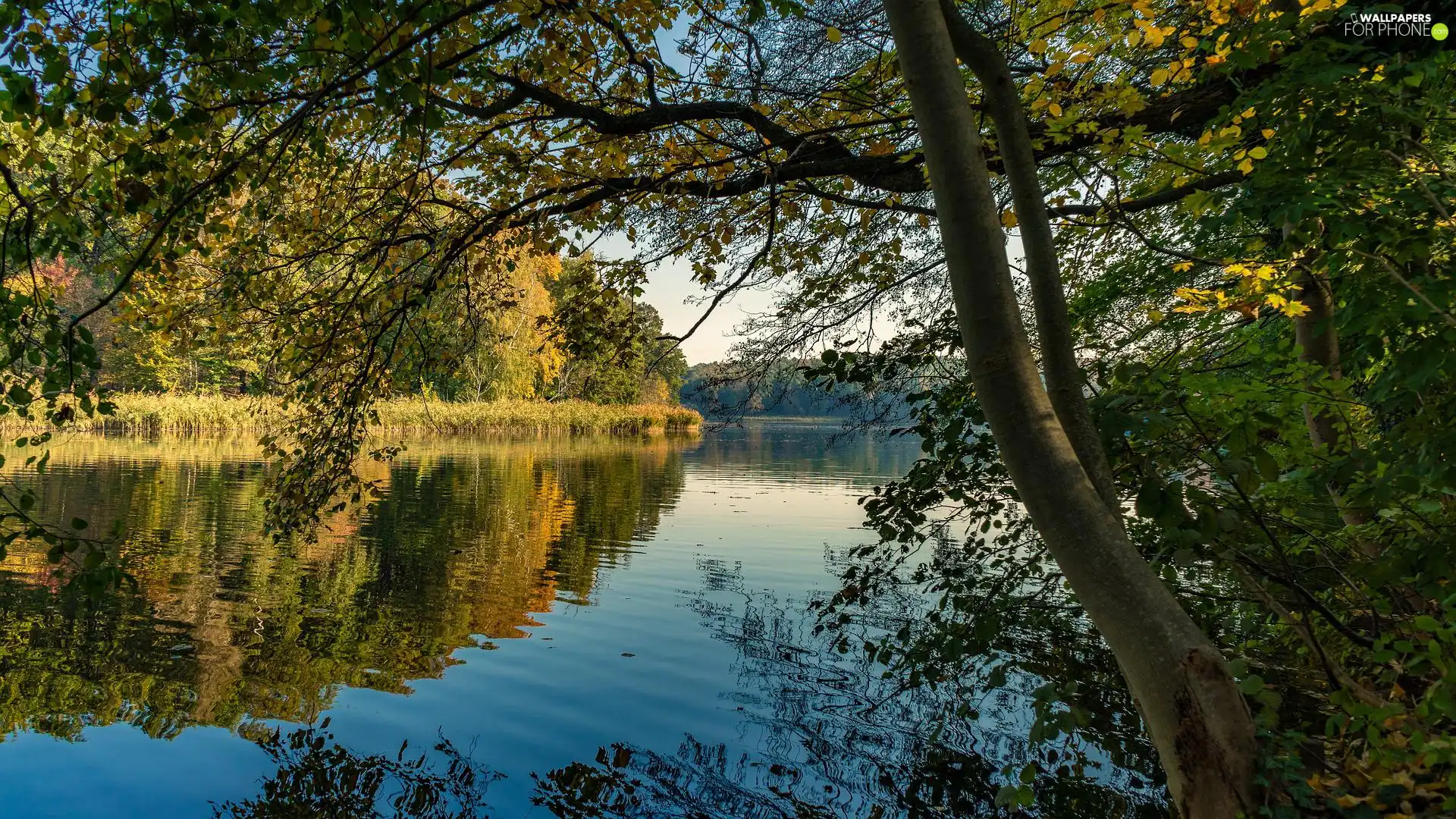 branch pics, rushes, trees, viewes, lake