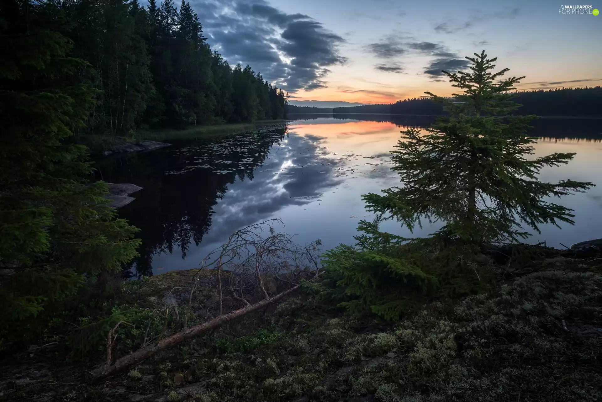 trees, Sunrise, lake