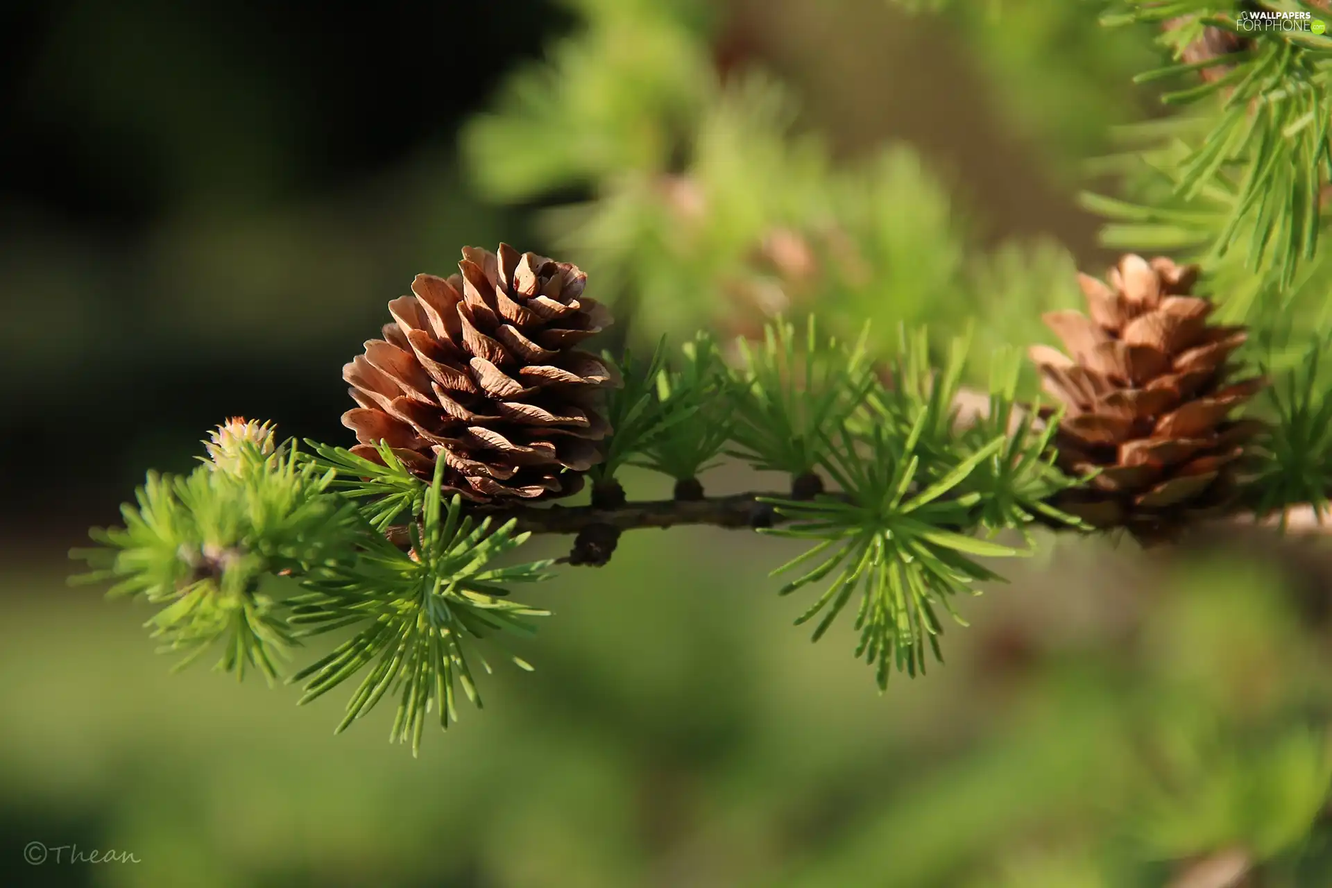 trees, cones, larch