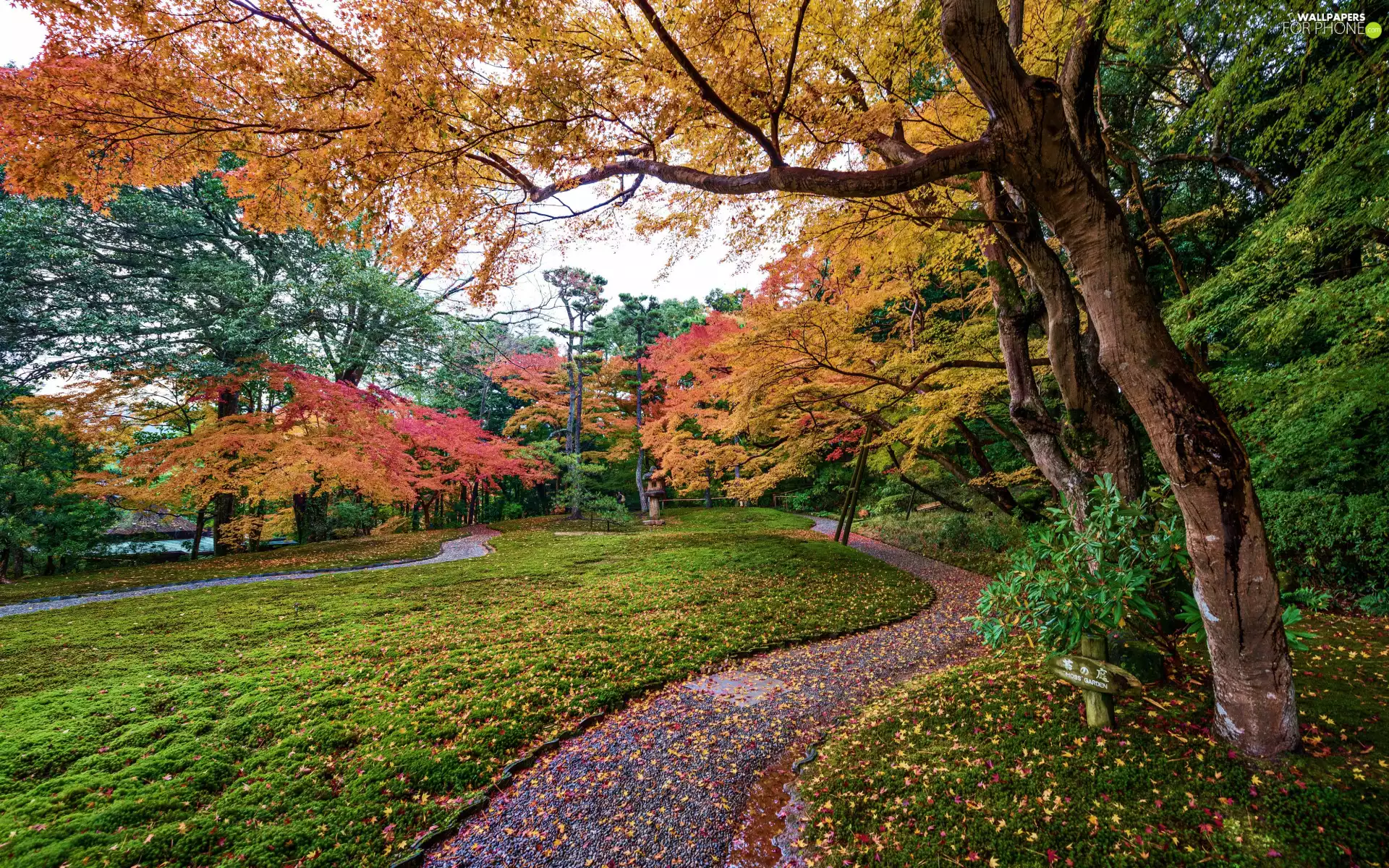 viewes, Park, Leaf, trees, autumn, color, lane