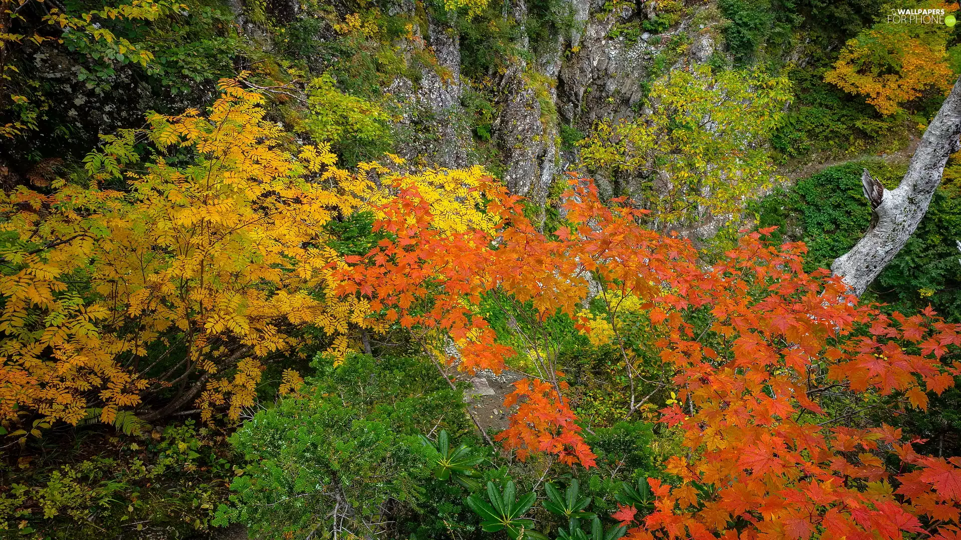 viewes, Stems, Leaf, trees, rocks, Bush, autumn