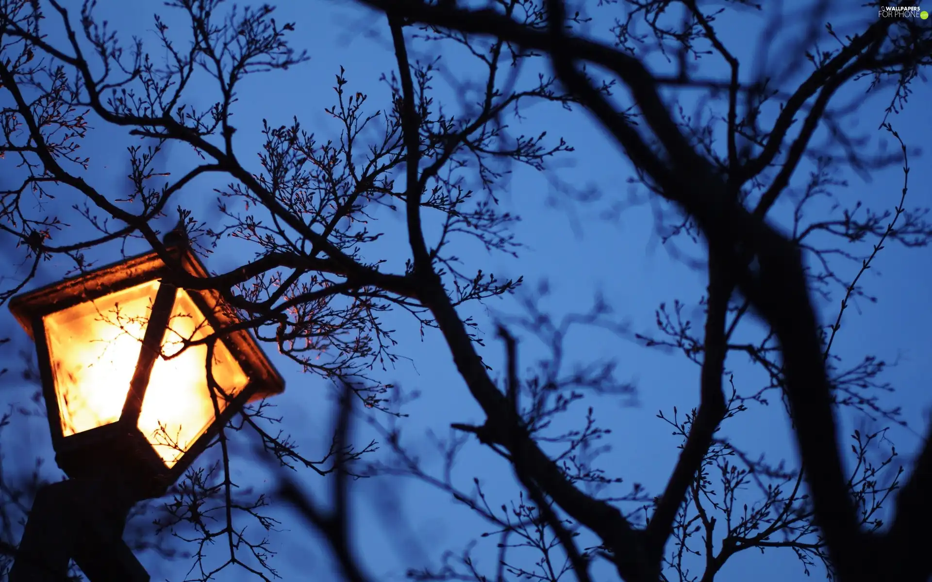 trees, Night, Lighthouse