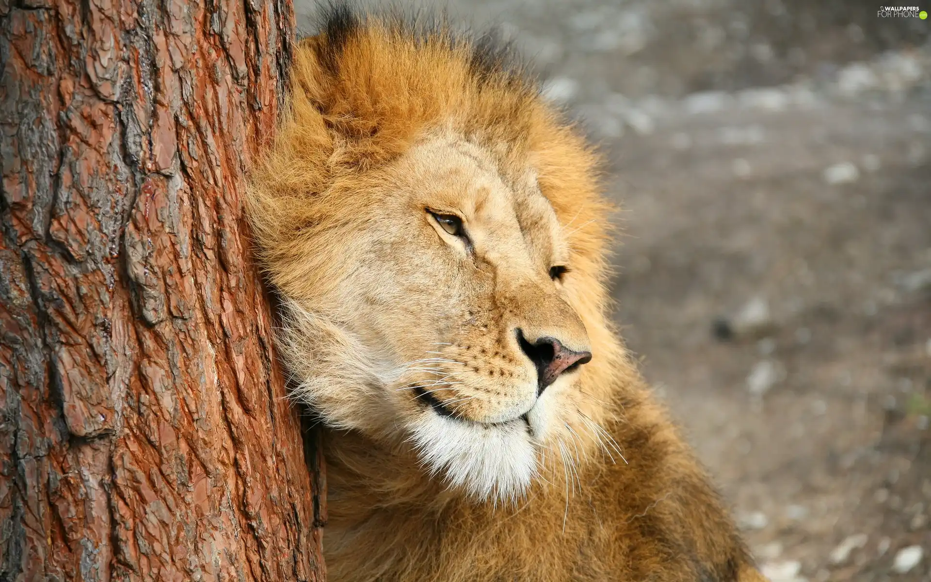 Lion, trees