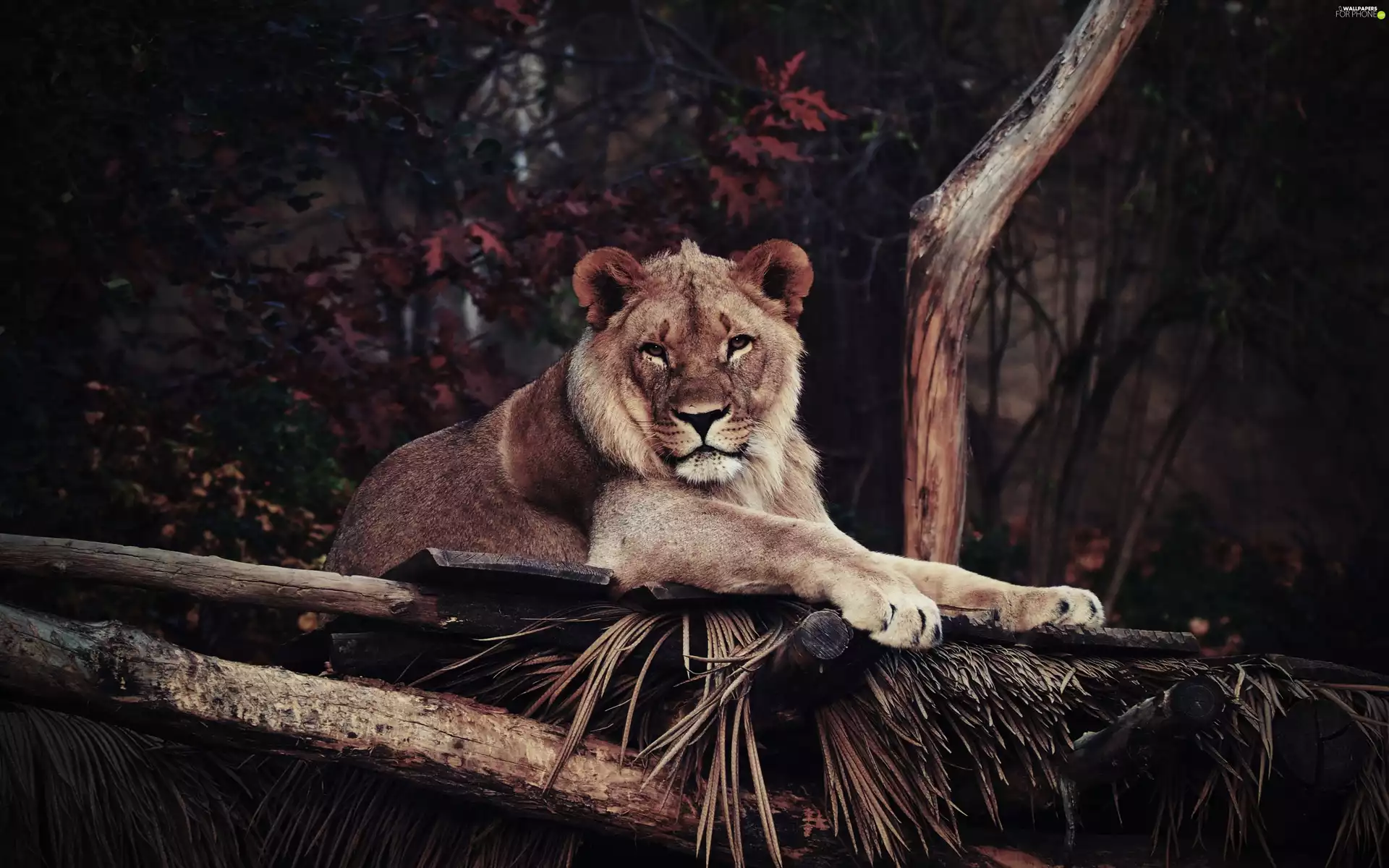 trees, lying, Lion