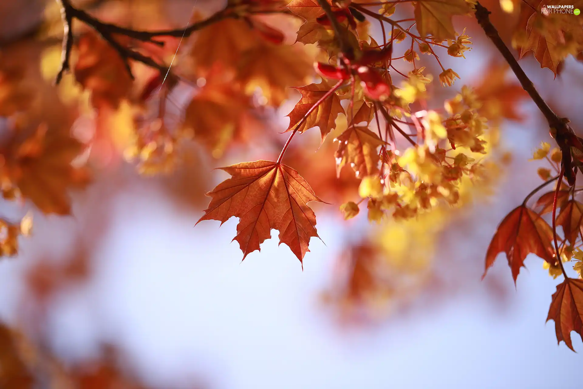 trees, Leaf, maple