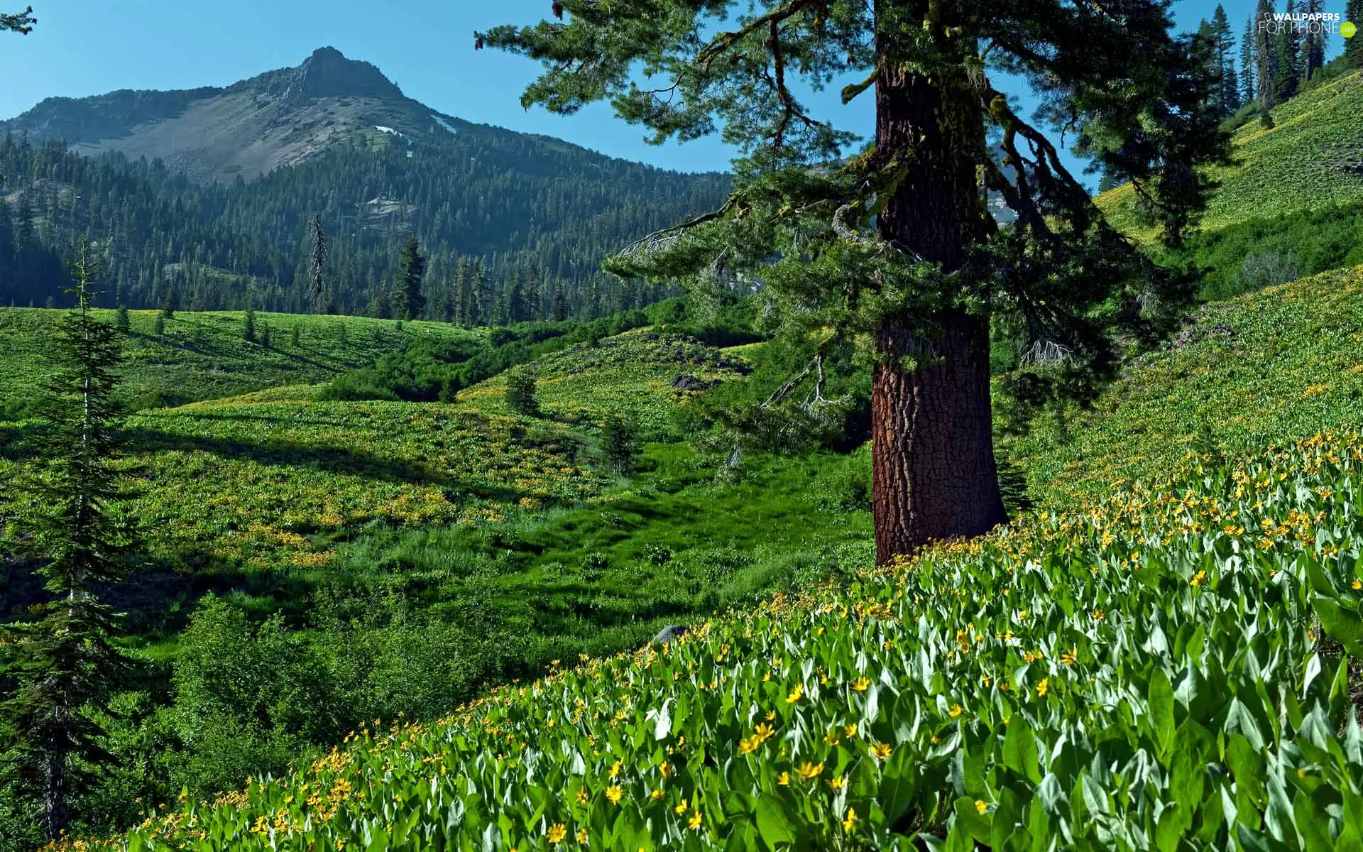 Mountains, trees