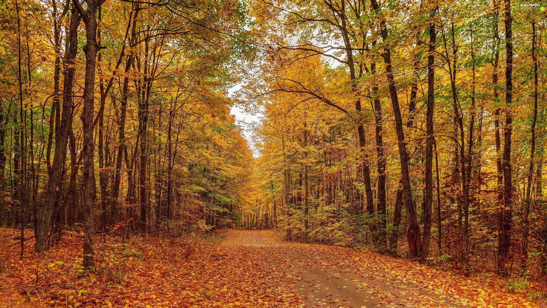 viewes, Yellowed, Path, trees, forest, Leaf, autumn