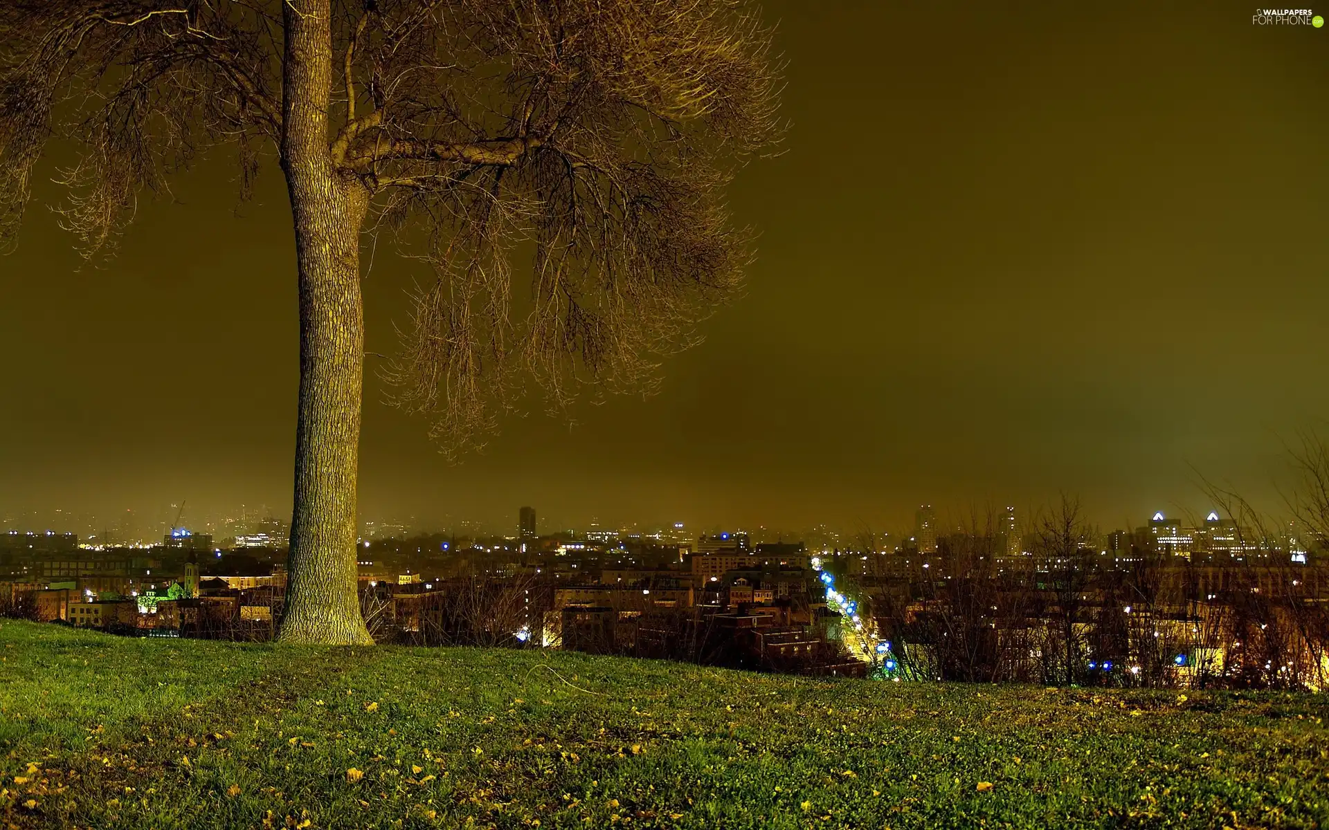 picture, night, trees, town