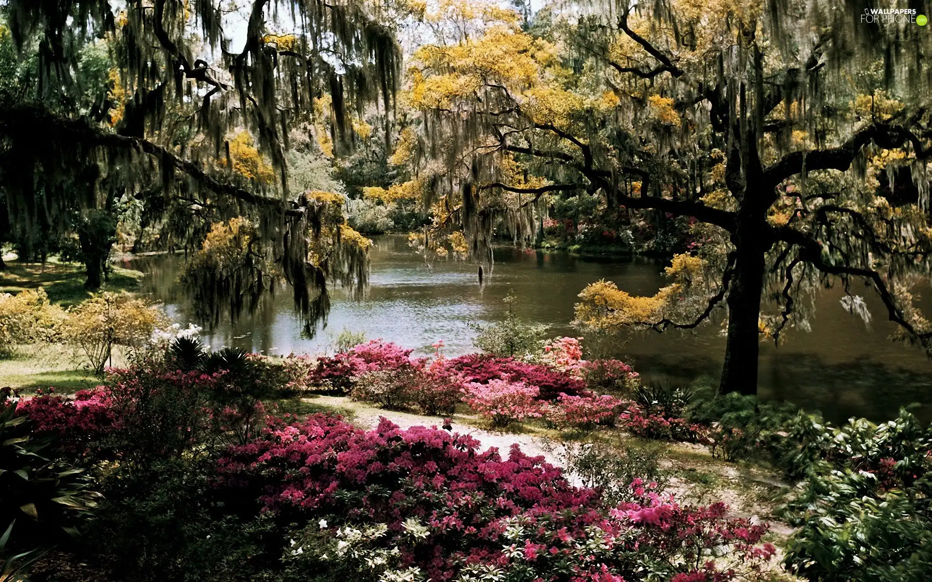 trees, viewes, Pond - car, Flowers, Park
