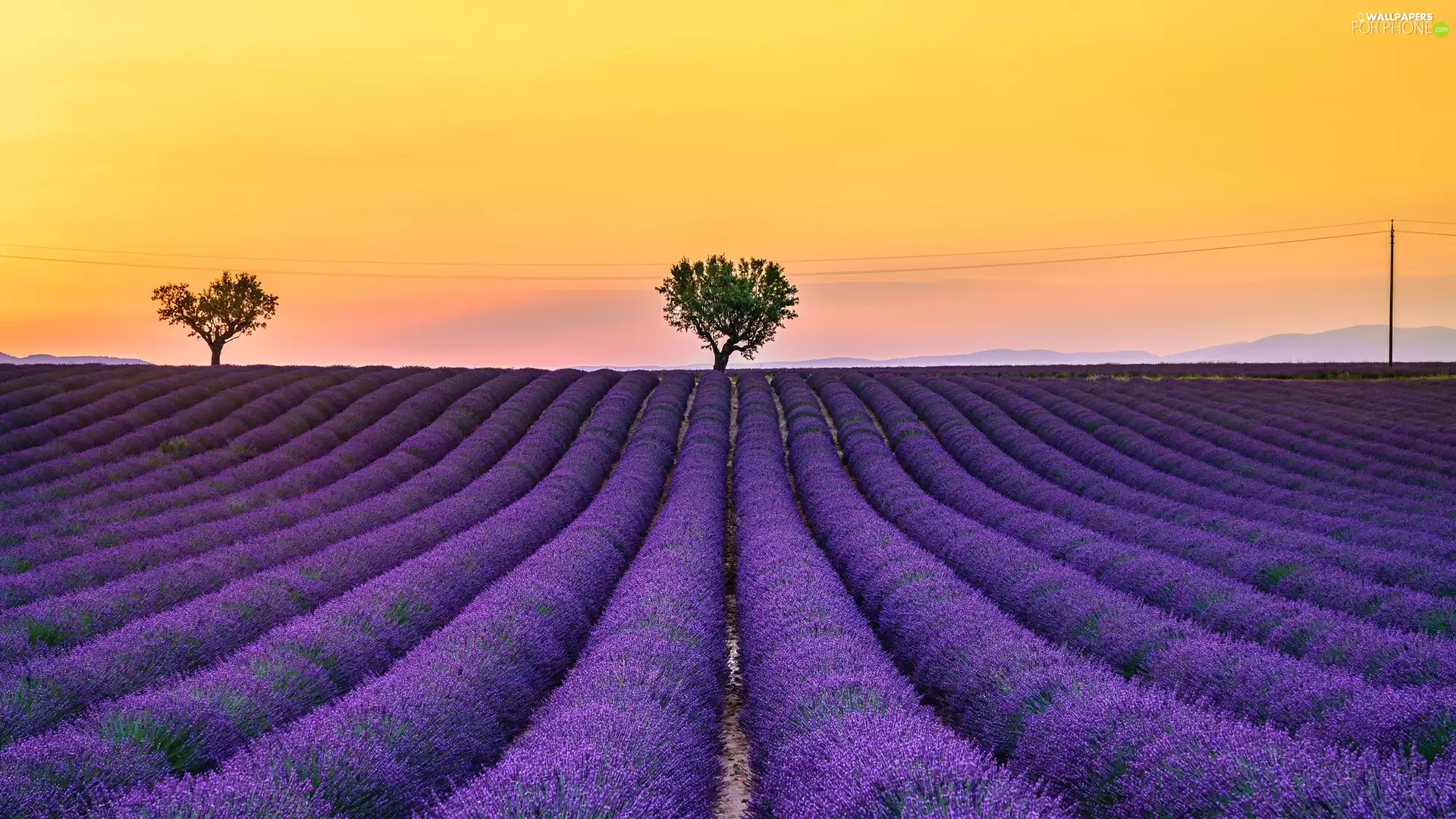 viewes, lavender, Provence, trees, Field, Valensole, France