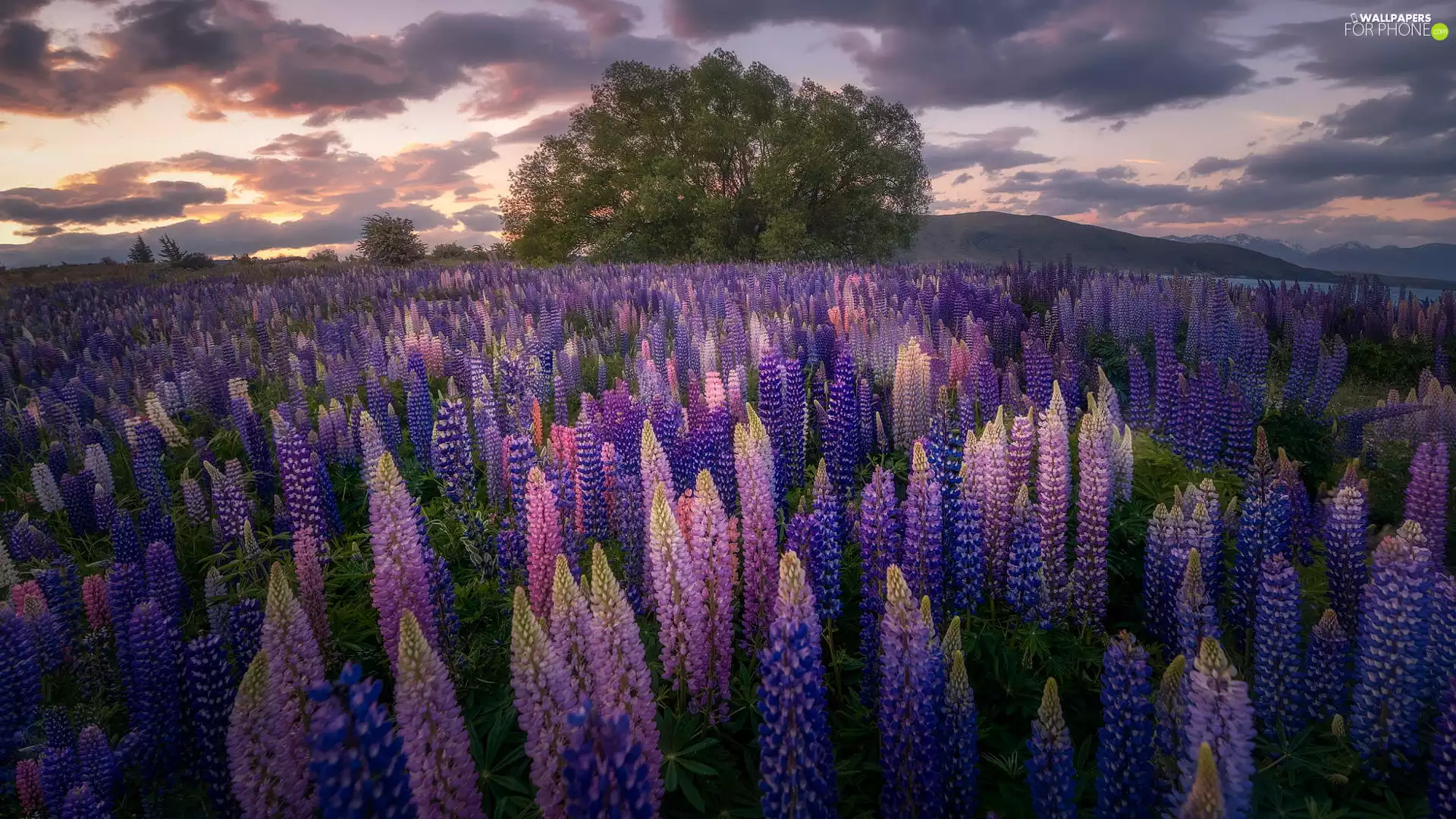 lupins, trees, purple, Pink, Meadow