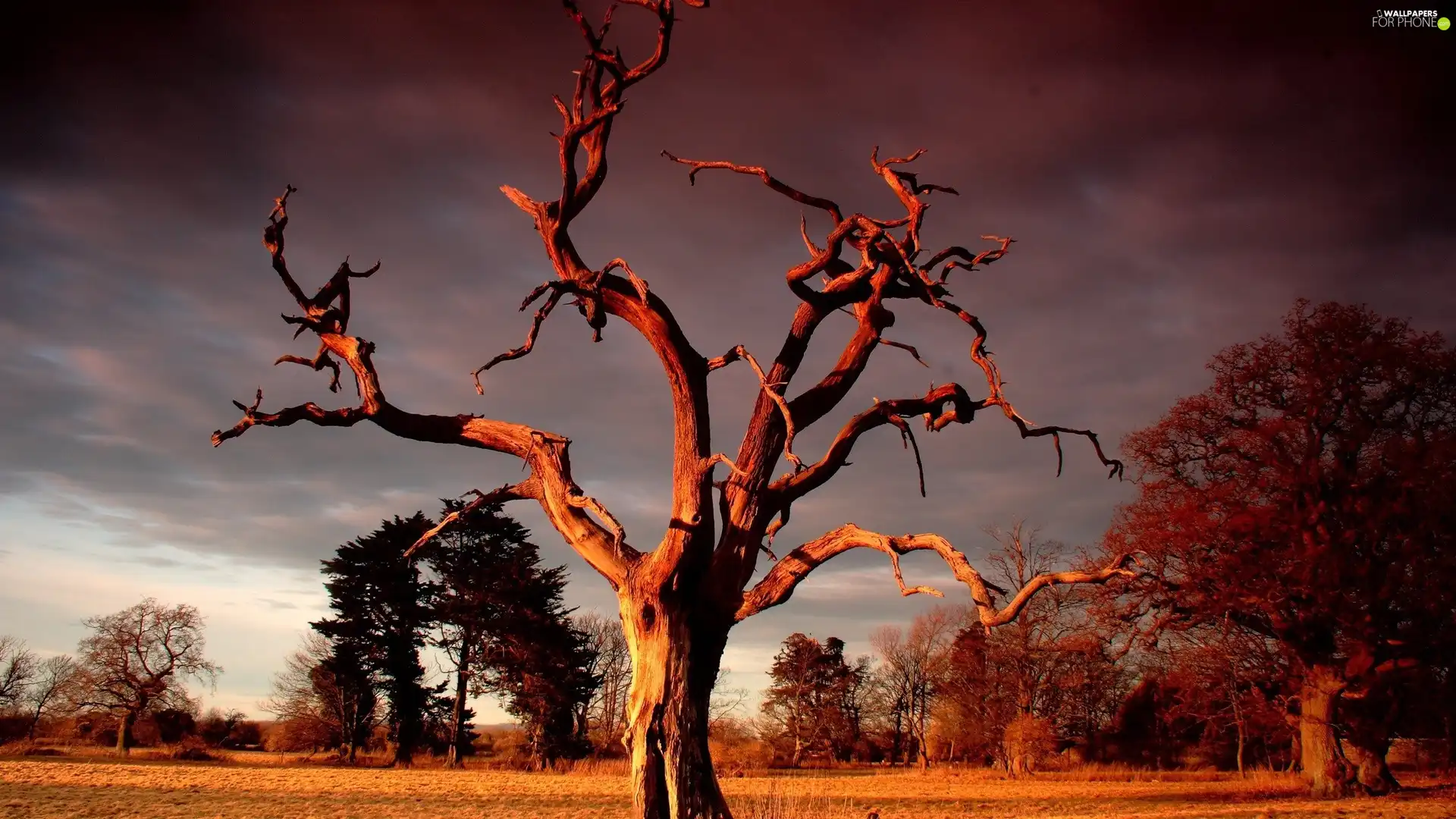 trees, dry, Red