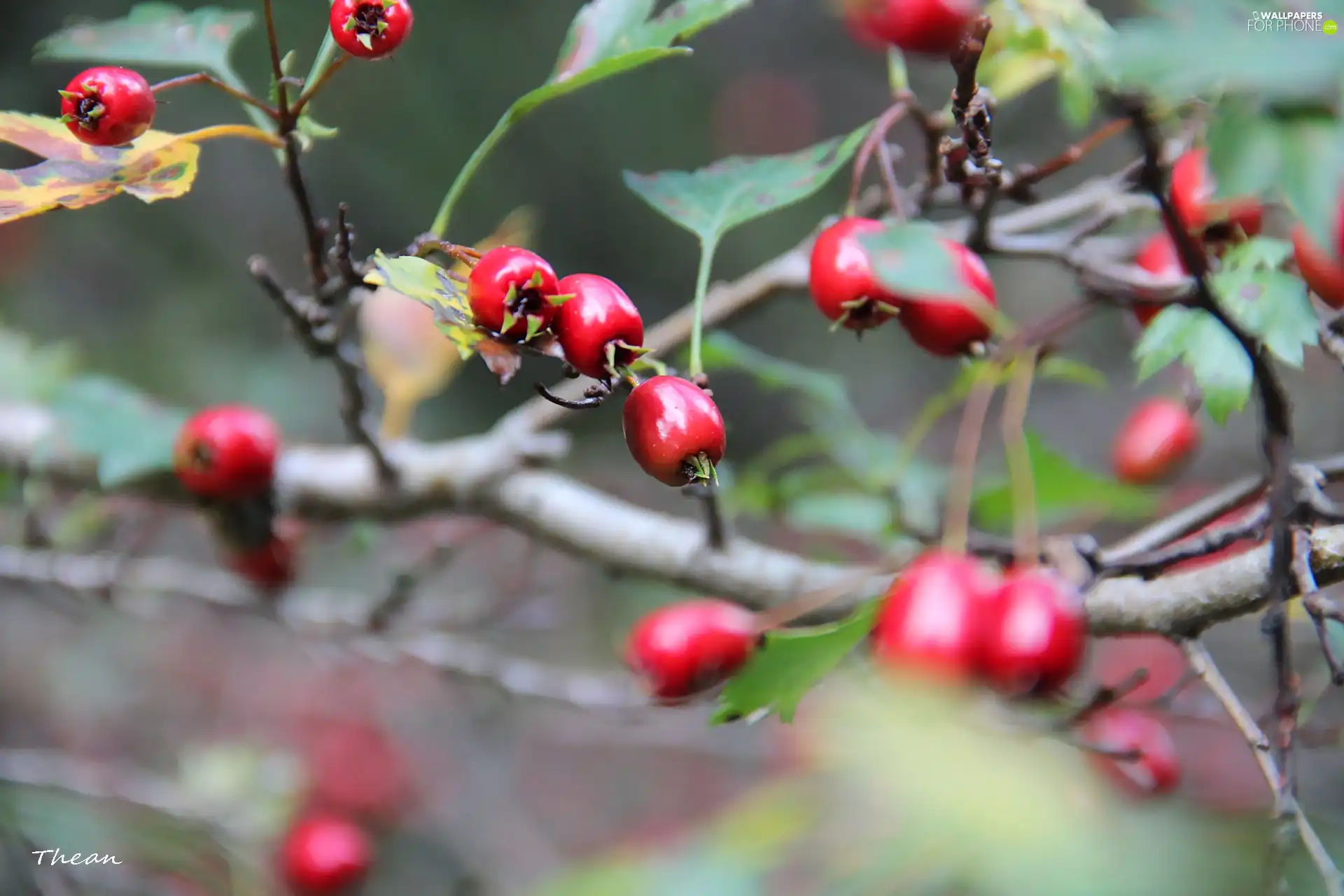 Red, Fruits, trees, blueberries