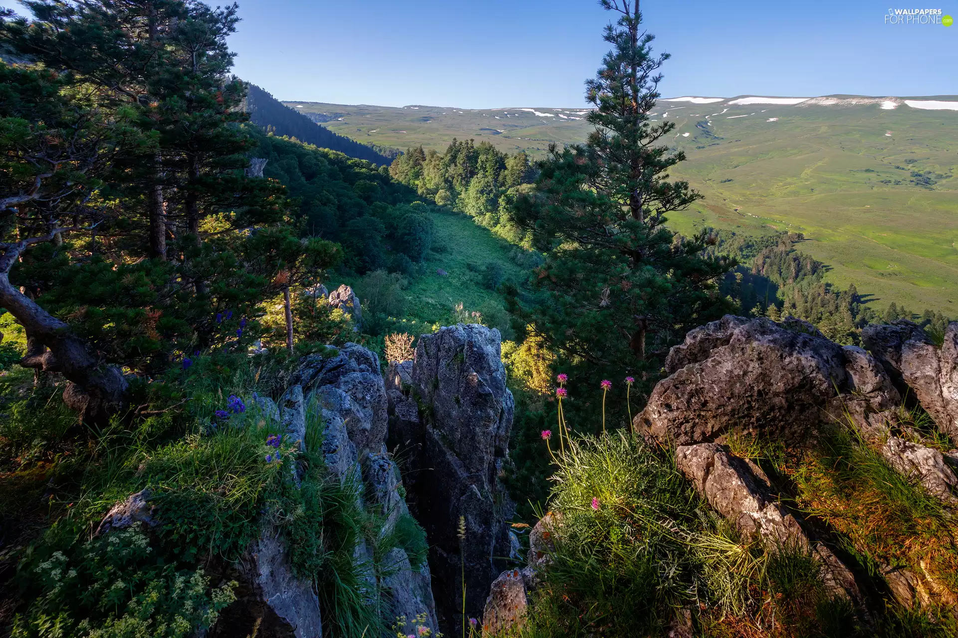 pine, The Hills, trees, viewes, rocks