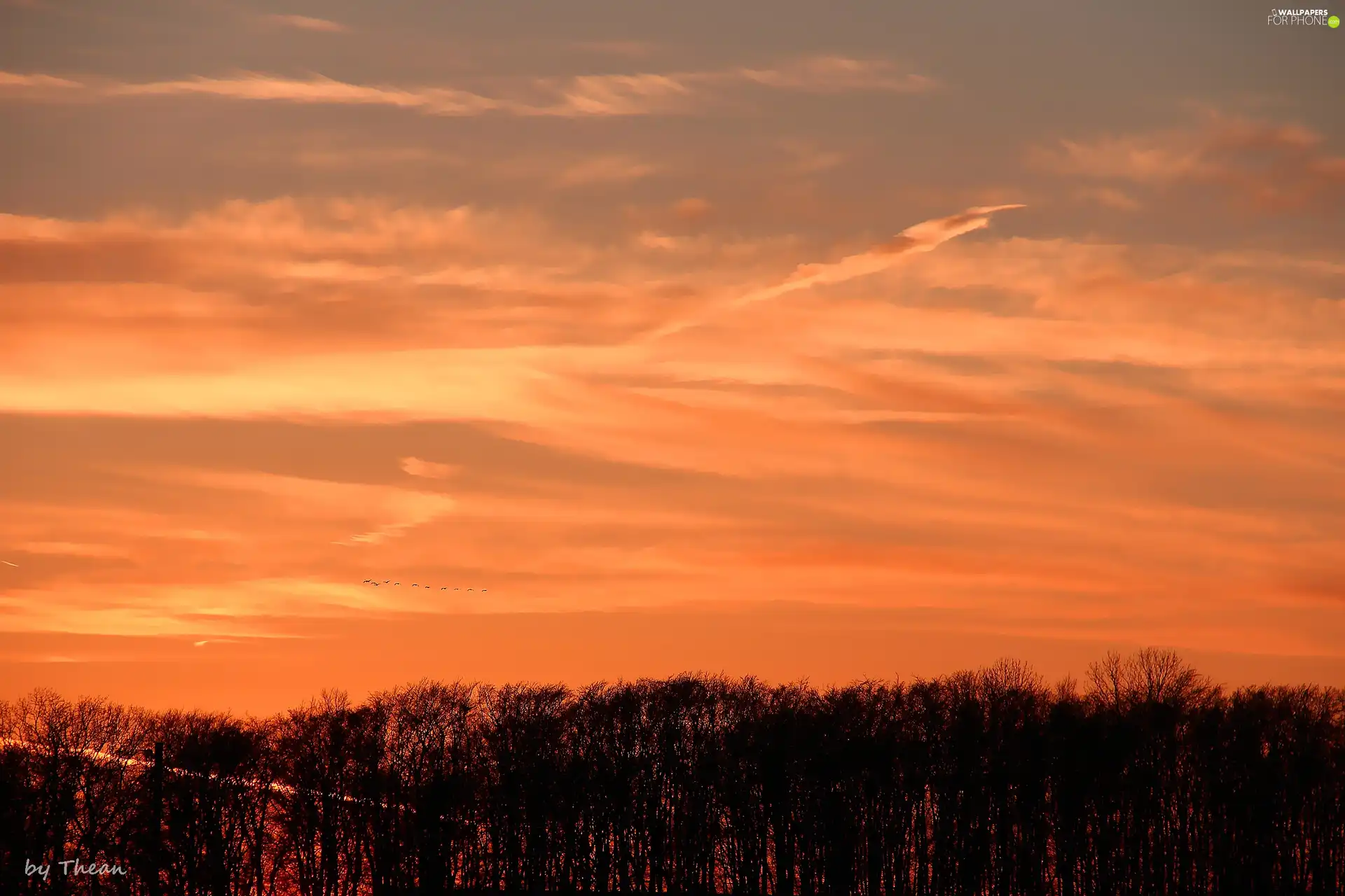 trees, Sky, sun, by, west