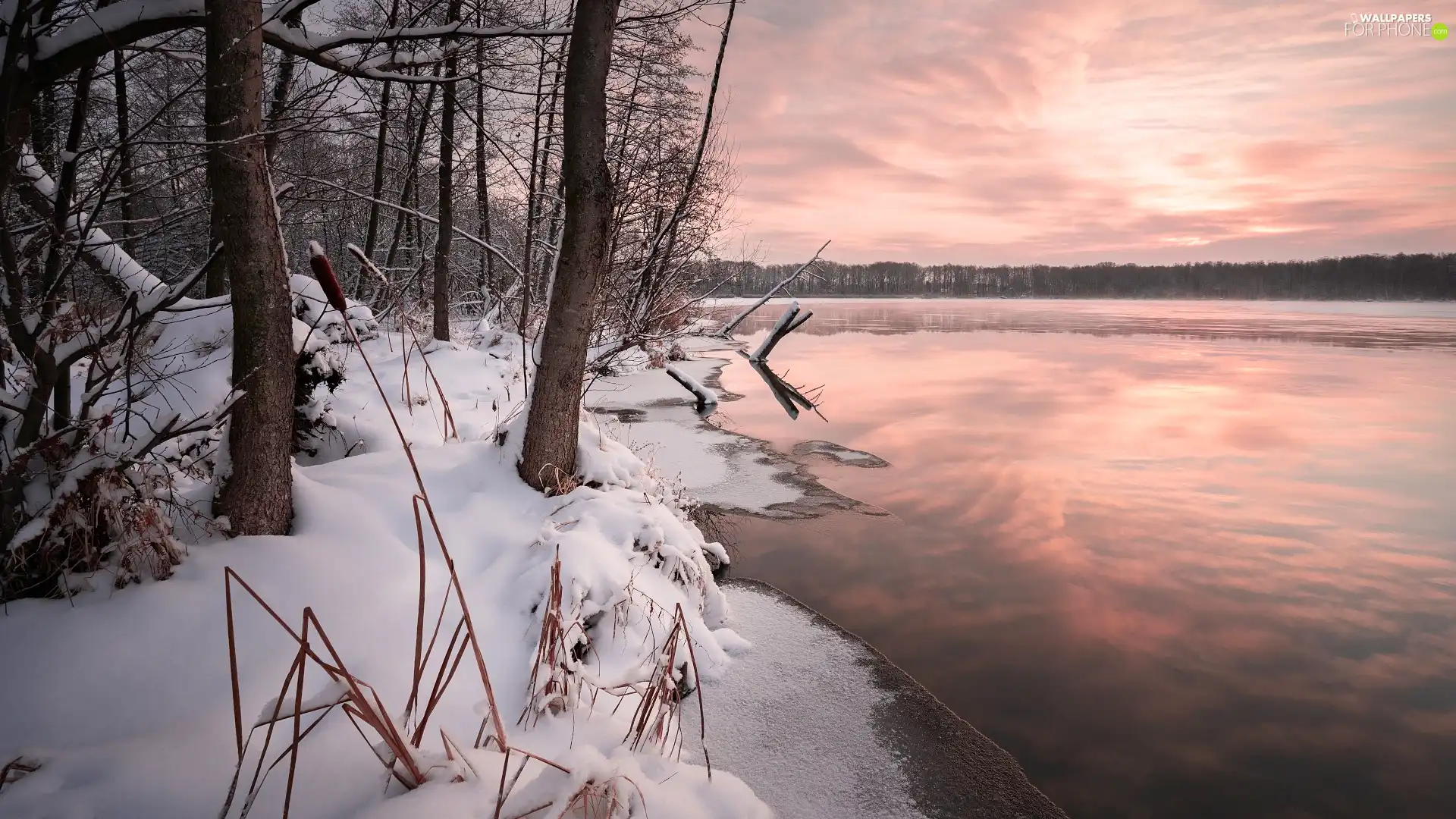 viewes, forest, snow, trees, winter, coast, lake