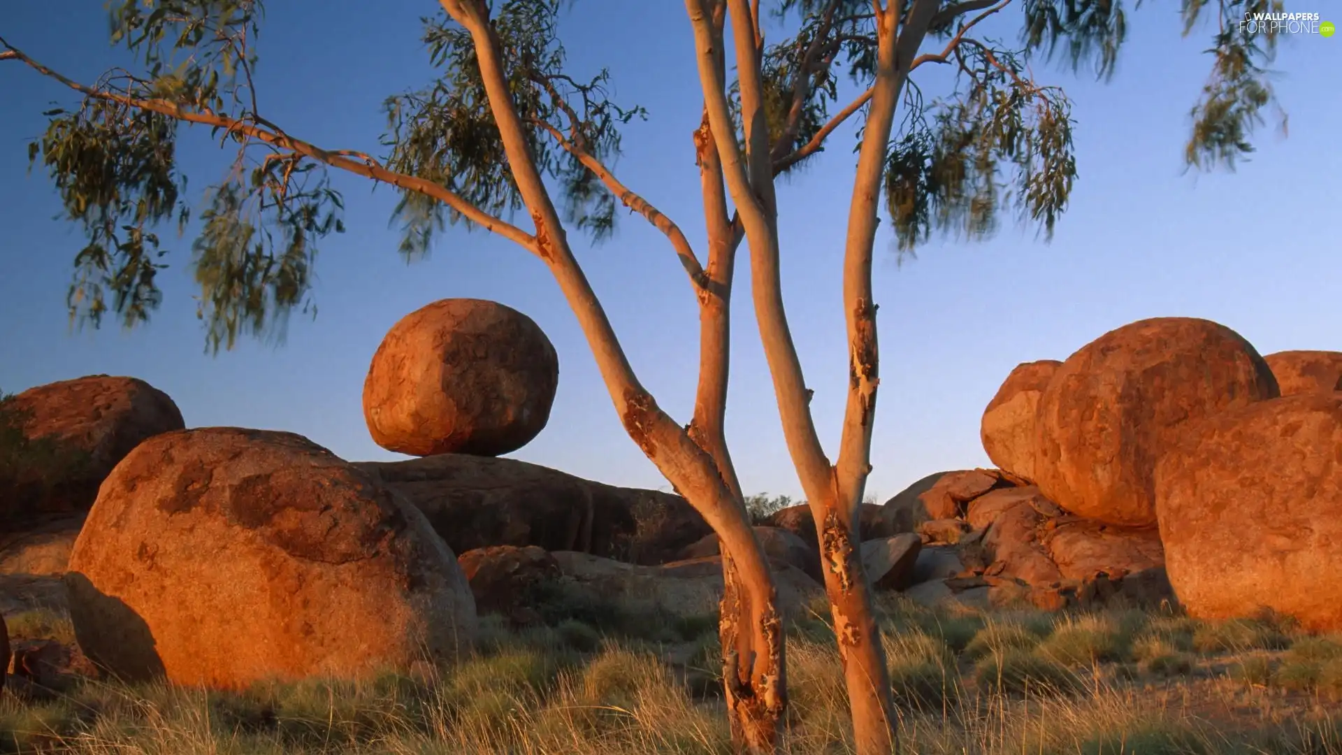 Stones, trees