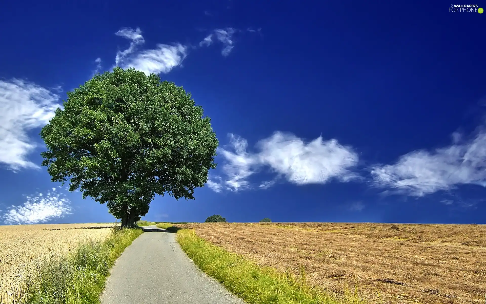 summer, Way, trees, field