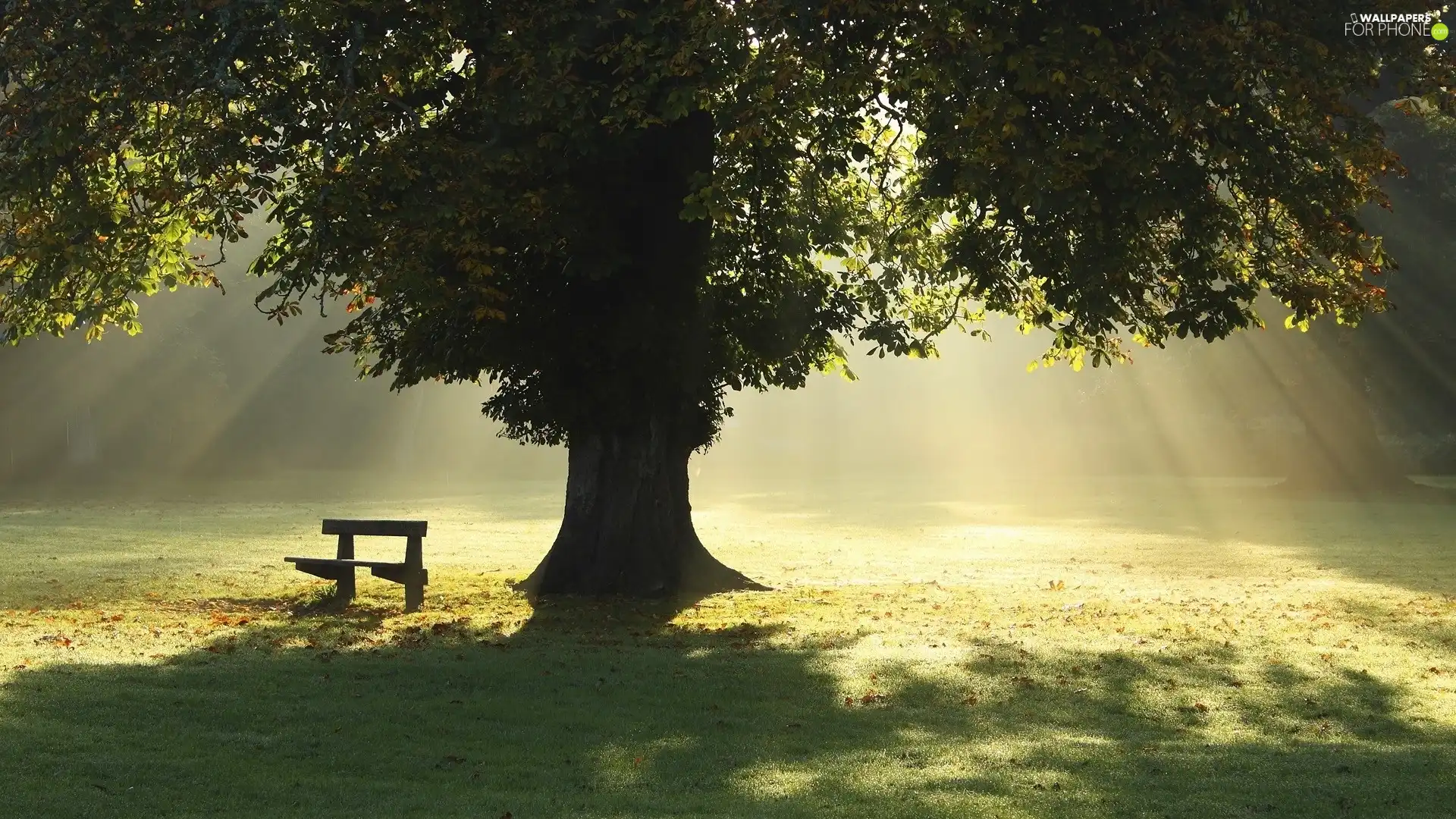 rays of the Sun, Bench, trees