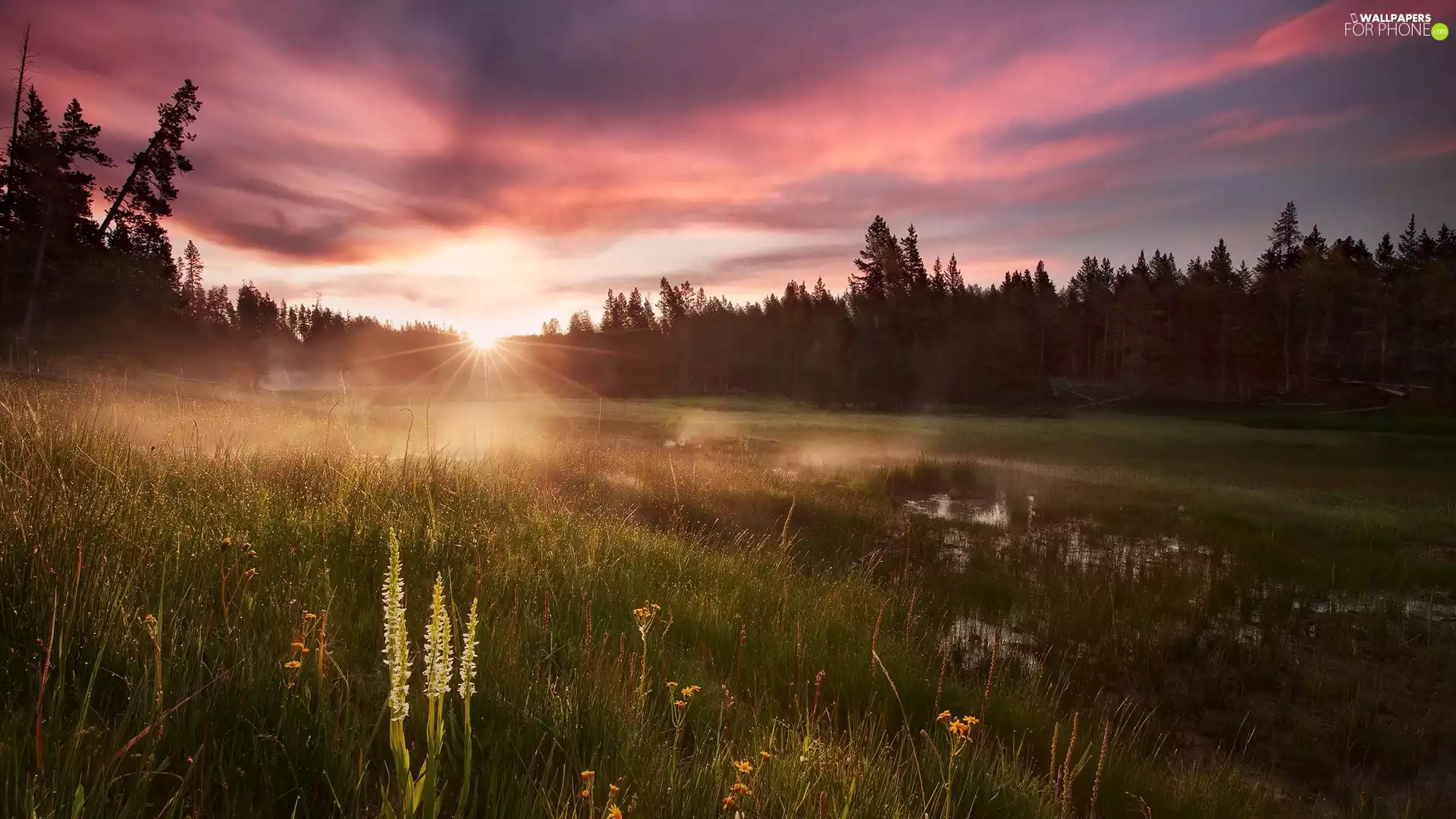 trees, Meadow, Fog, rays of the Sun, viewes, pool