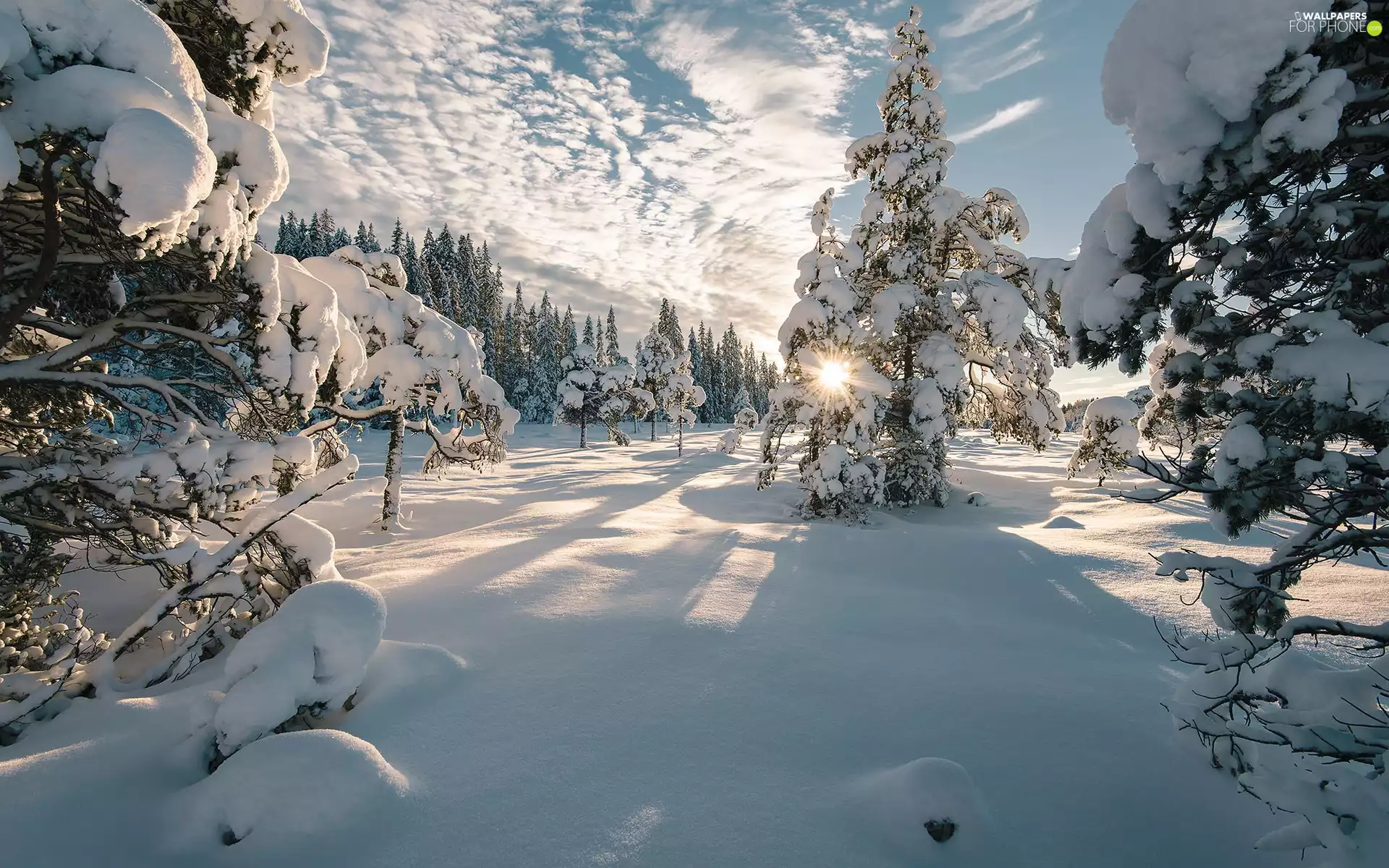 trees, winter, snow, rays of the Sun, viewes, Snowy