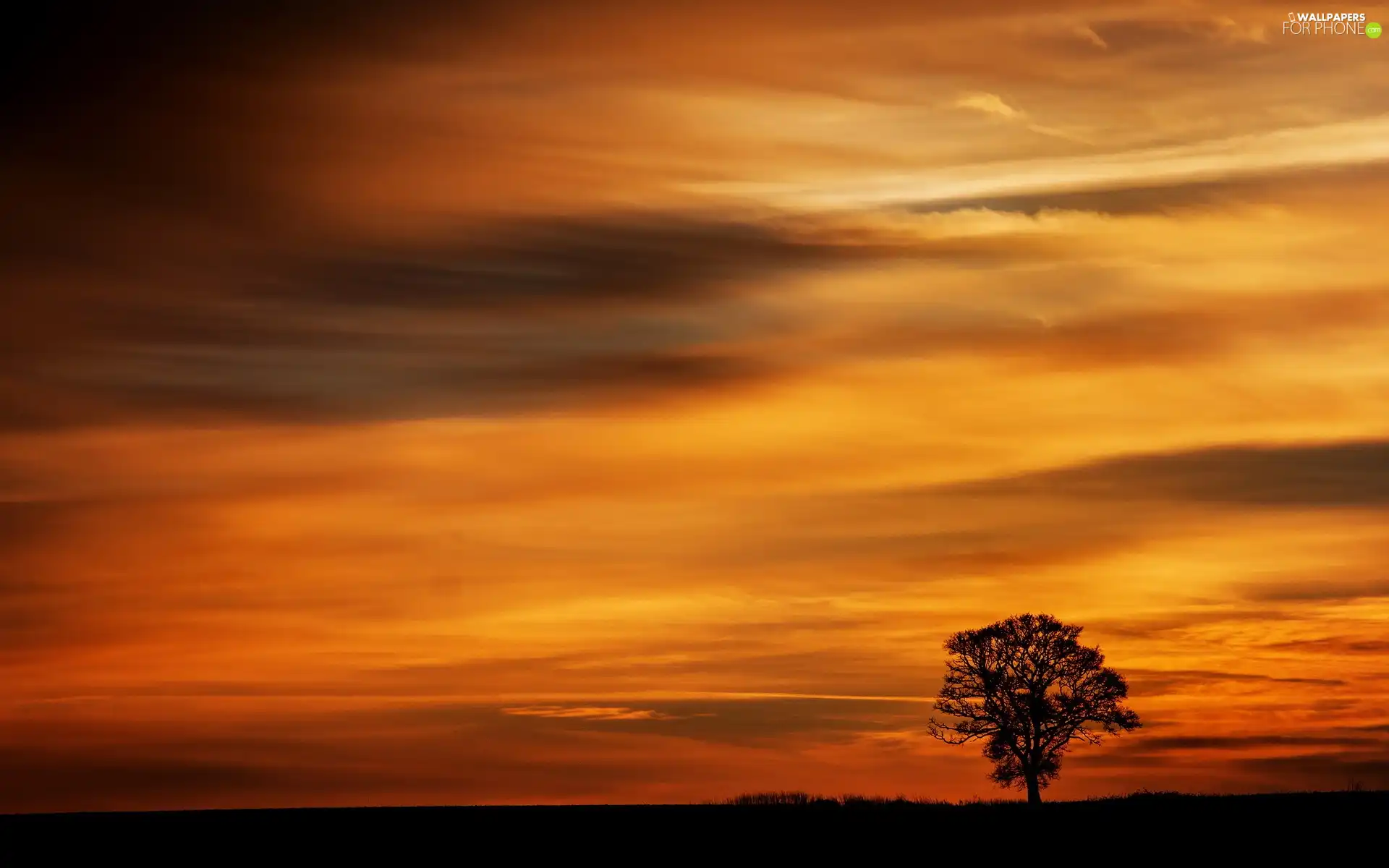 trees, west, sun