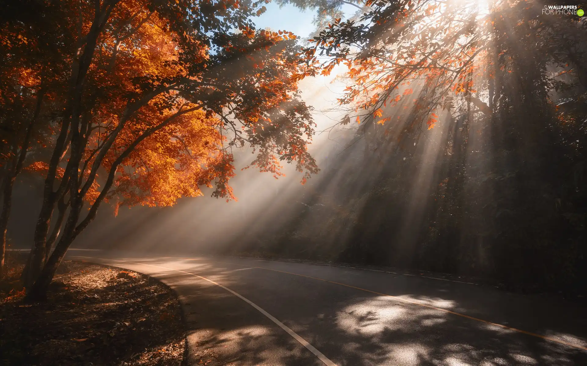 trees, autumn, light breaking through sky, sunny, viewes, Way