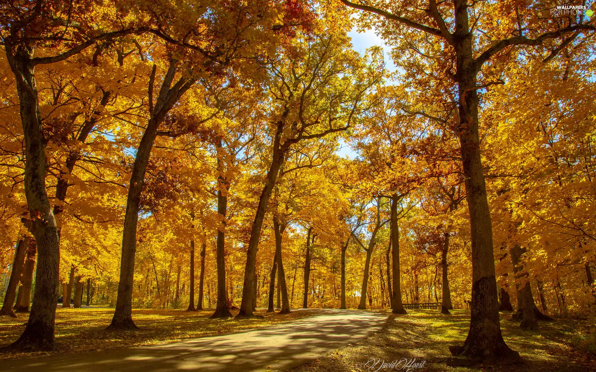 viewes, Yellowed, sunny, trees, autumn, Park, day
