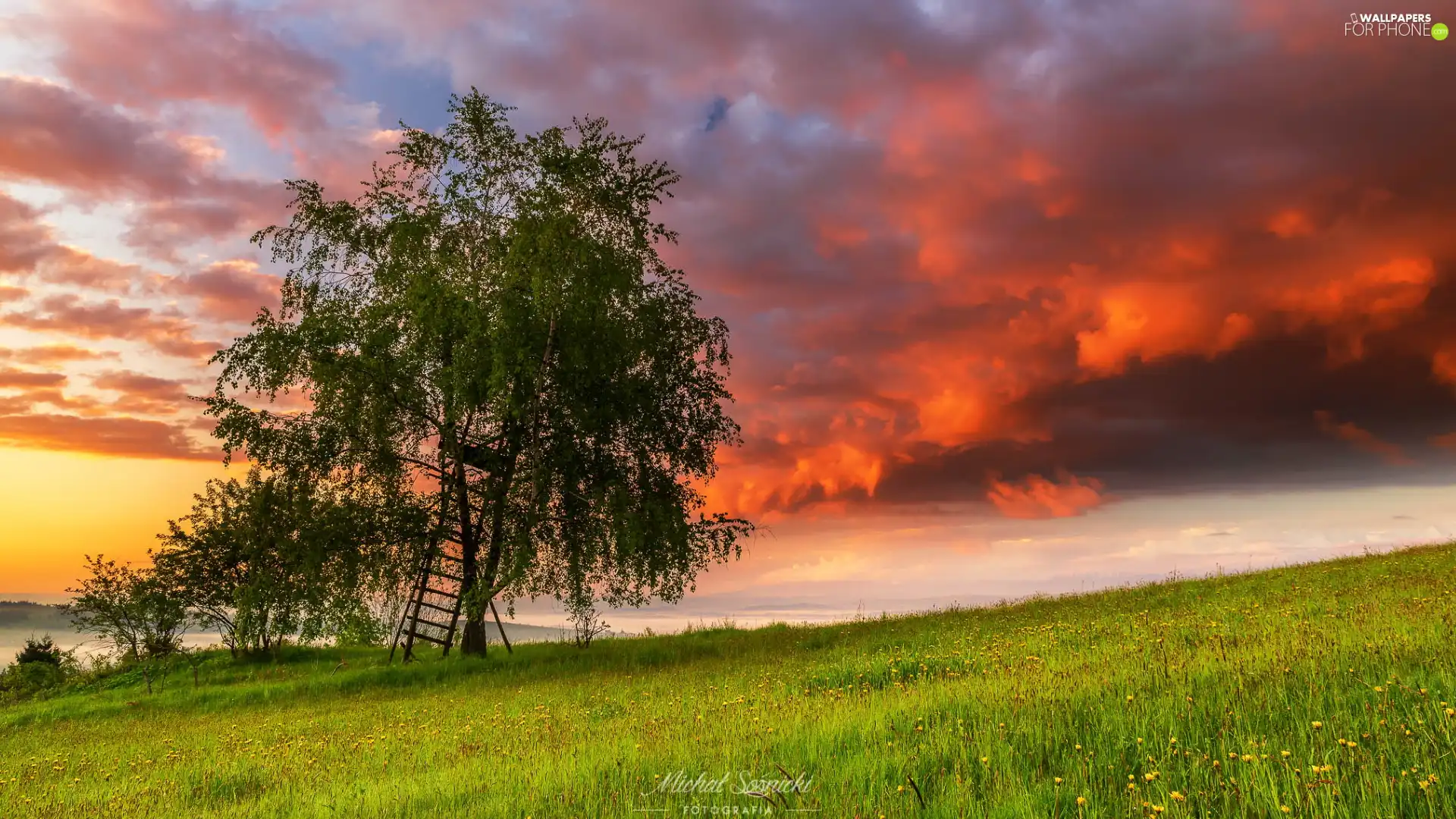 Sunrise, Ladder, Meadow, trees