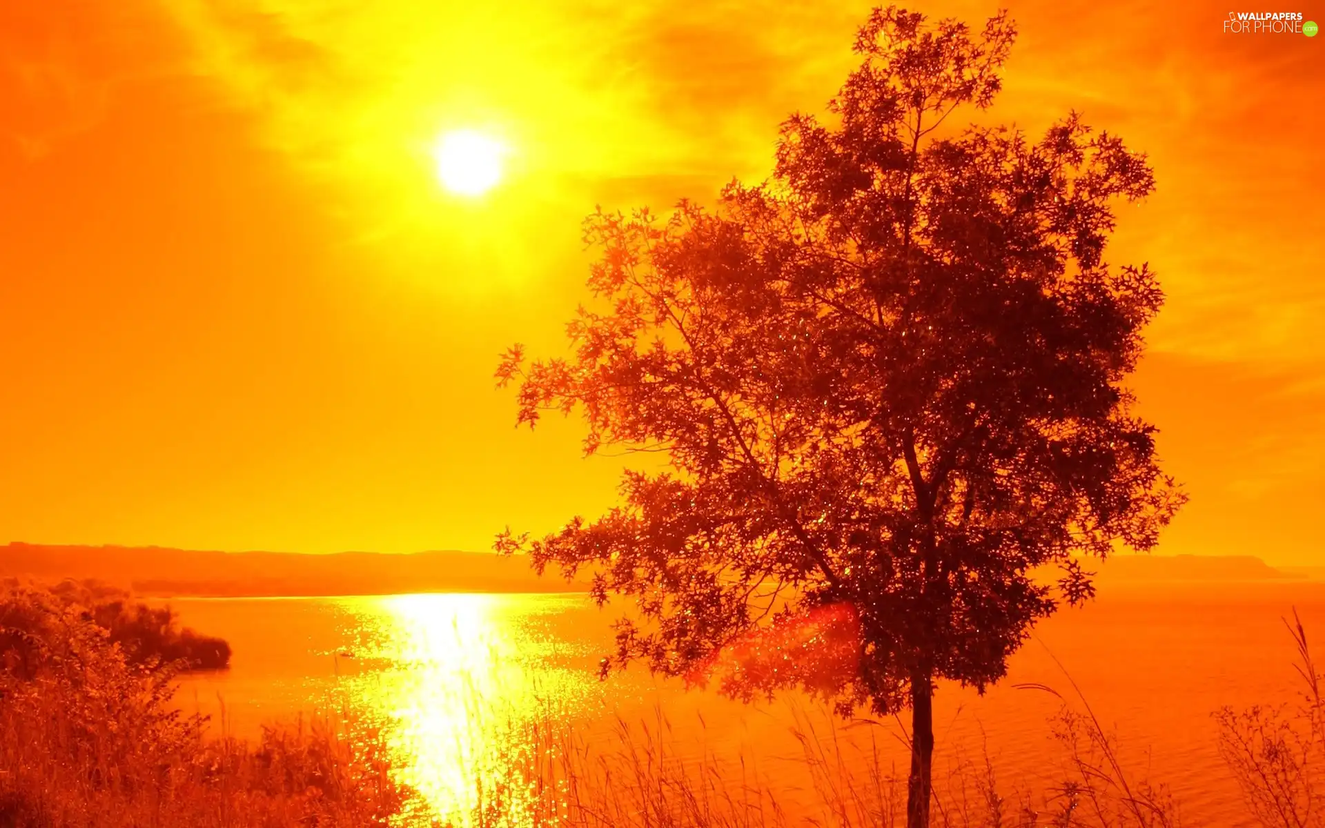 Great Sunsets, lake, trees