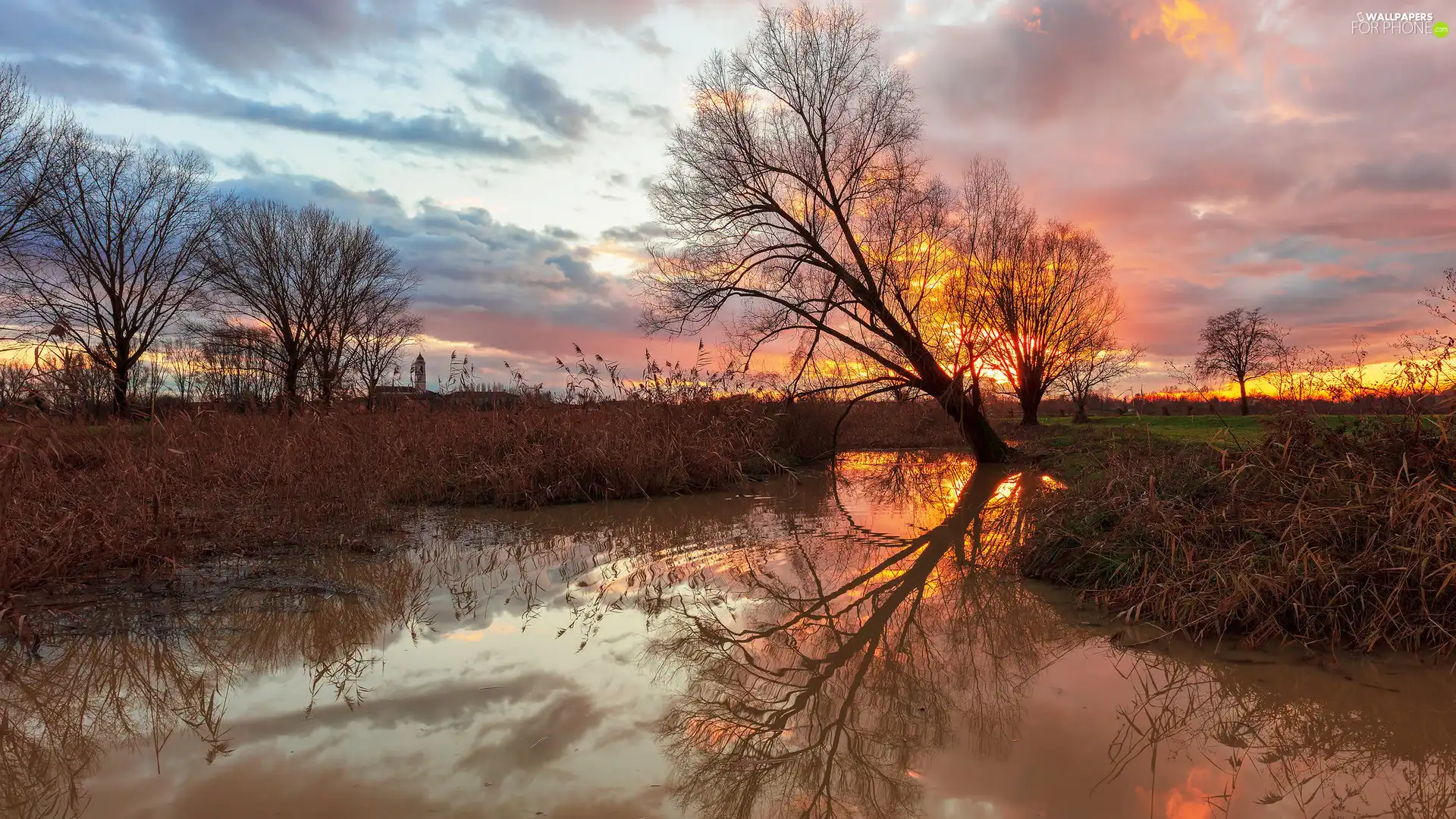 viewes, rushes, River, trees, Great Sunsets