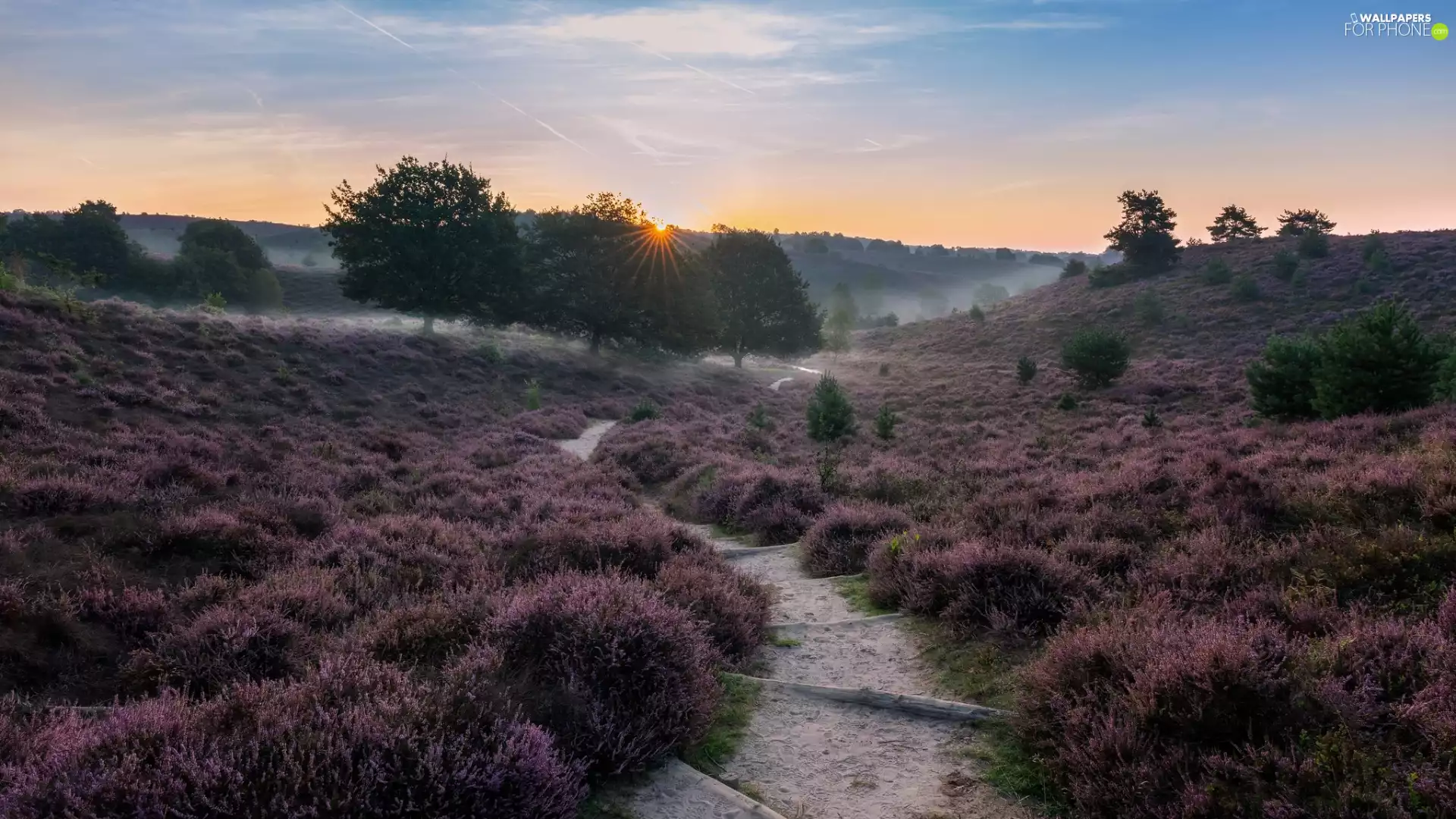 trees, Path, Fog, Stairs, heath, viewes, rays of the Sun
