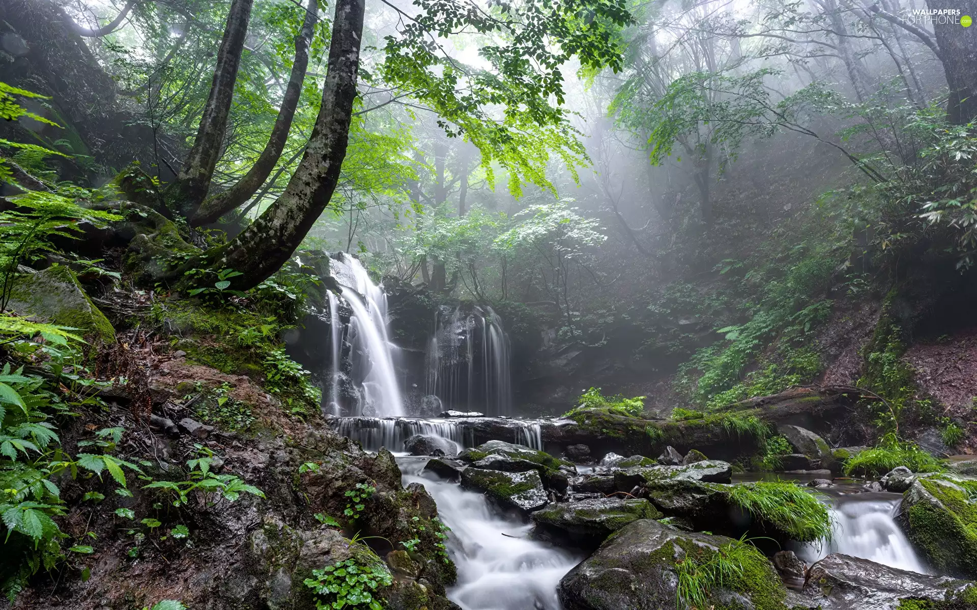 mossy, Stones, VEGETATION, Fog, viewes, River, waterfall, trees